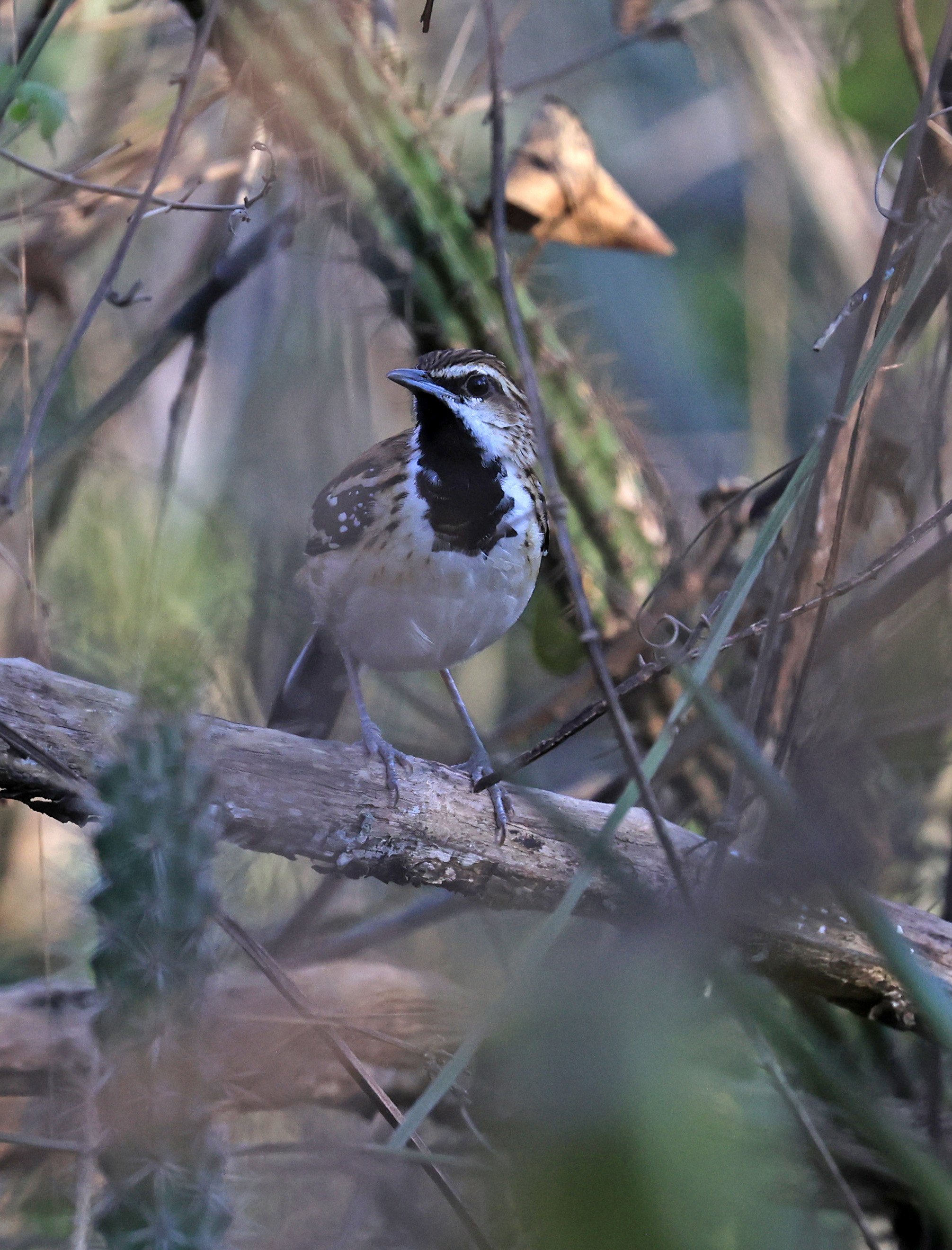 Stripe-backed Antbird (Myrmorchilus strigilatus) Agua Dulce Paraguay (13).jpg