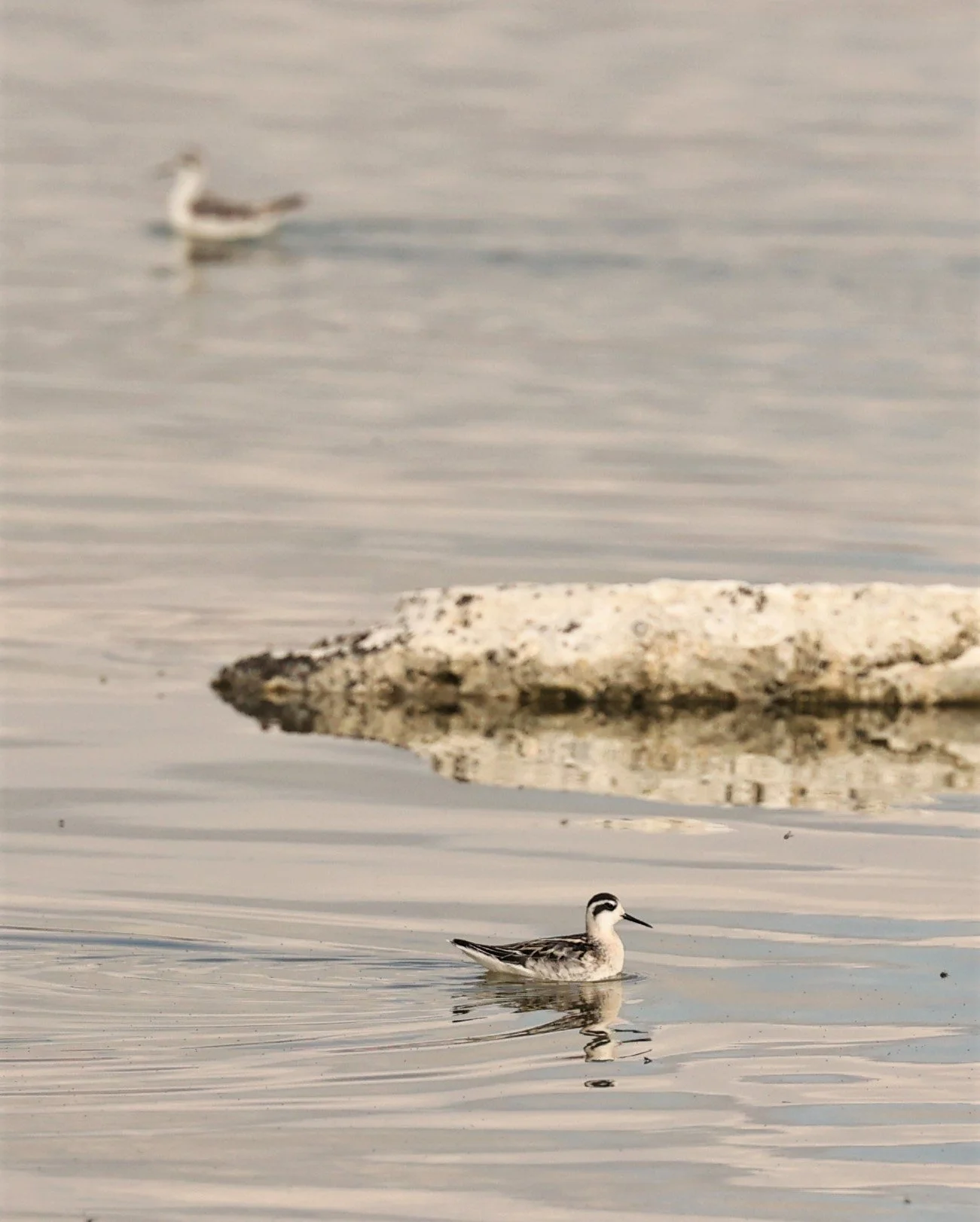 Phalaropus lobatus - RED-NECKED PHALAROPE - MONO LAKE CALIFORNIA AUGUST 2022 (1).jpg