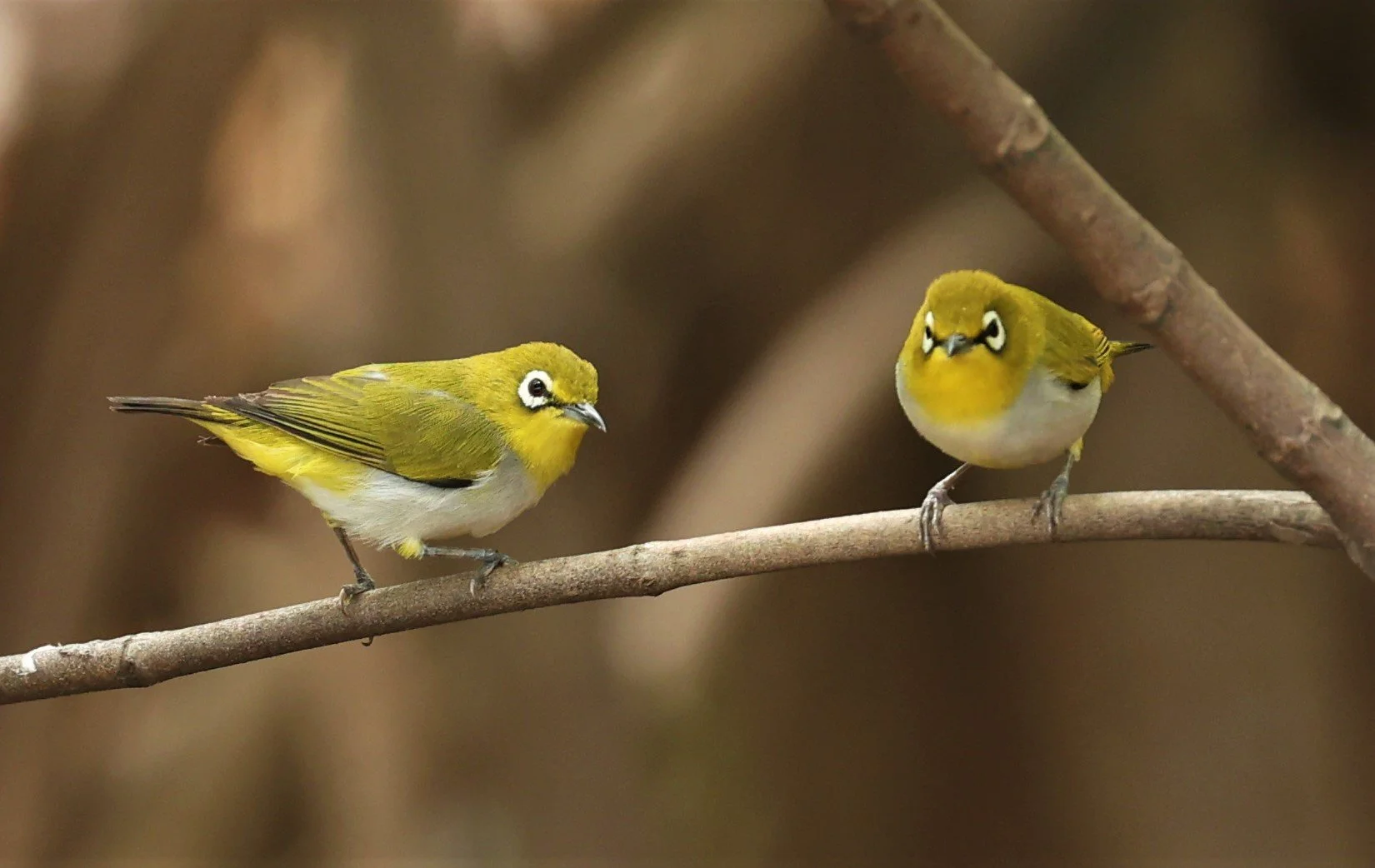 Swinhoe's White-eye (Zosterops simplex) Bang Pu Recreational Park & Mangrove Forest (142).jpg