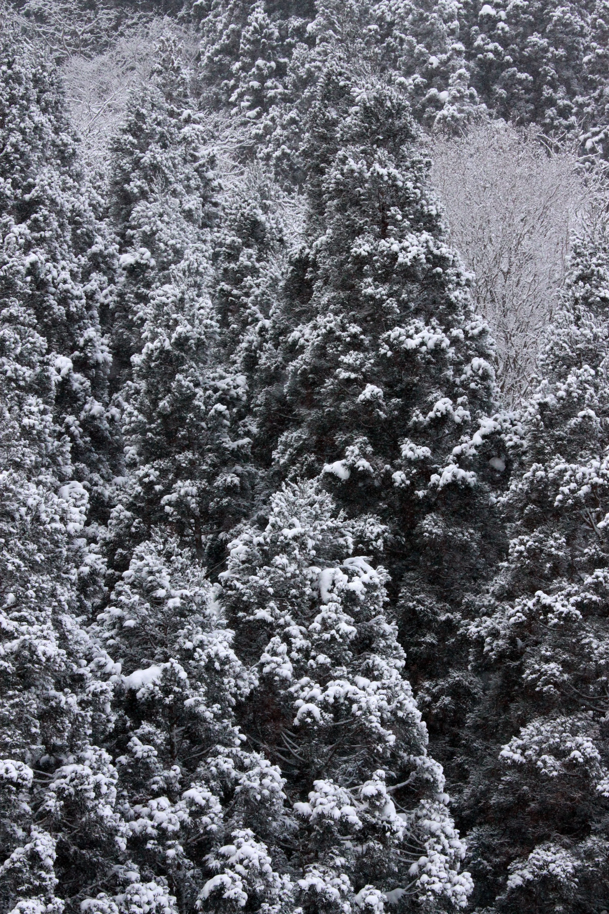 JIGOKUDANI ONSEN - NAGANO PREFECTURE JAPAN - FOREST SCENCES (13).JPG