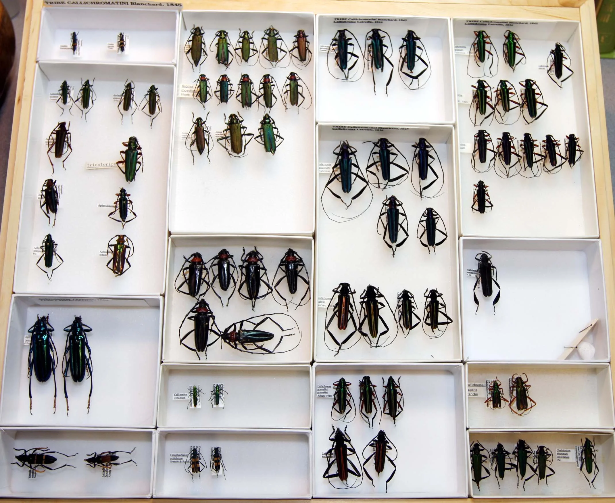 4 Cerambycinae - Callichromatini 1.JPG
