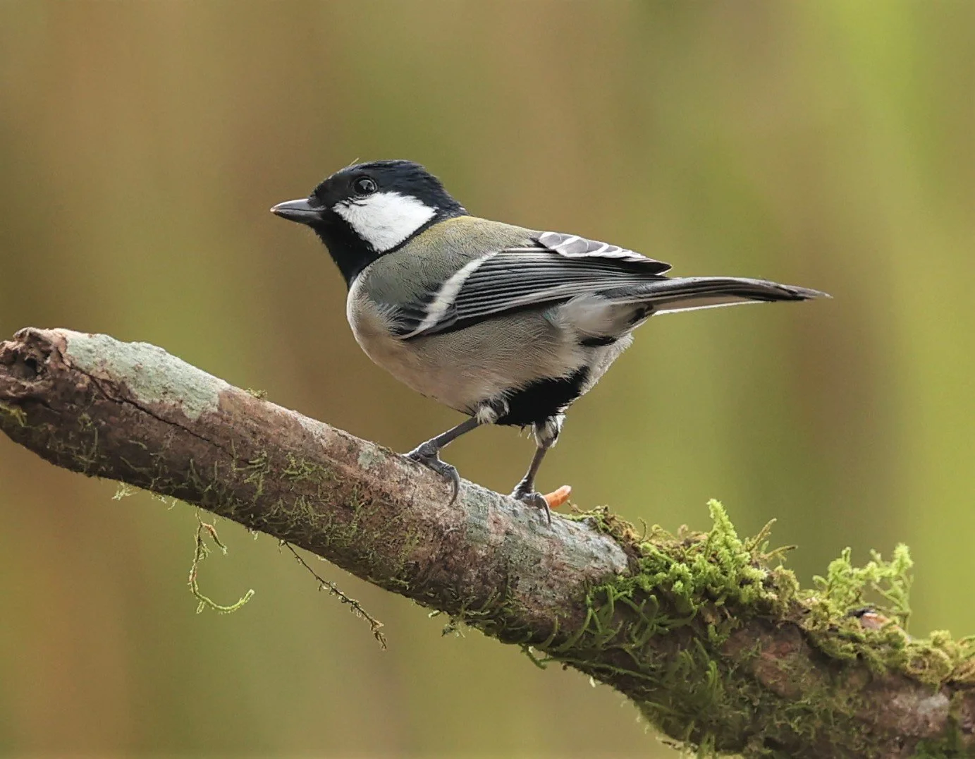 Parus Pilly Genus Parus Tits — Coke Smith Wildlife