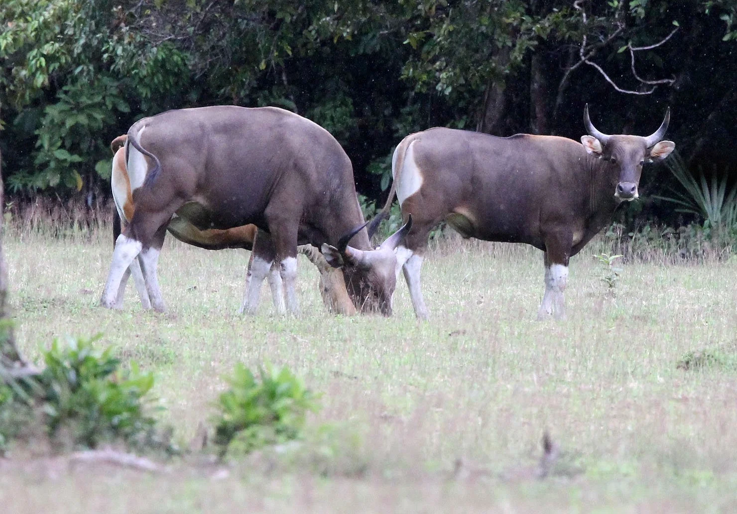 BANTENG - JAVA BANTENG - Bos javanicus javanicus - UJUNG KULON NATIONAL PARK JAVA BARAT INDONESIA (26).JPG