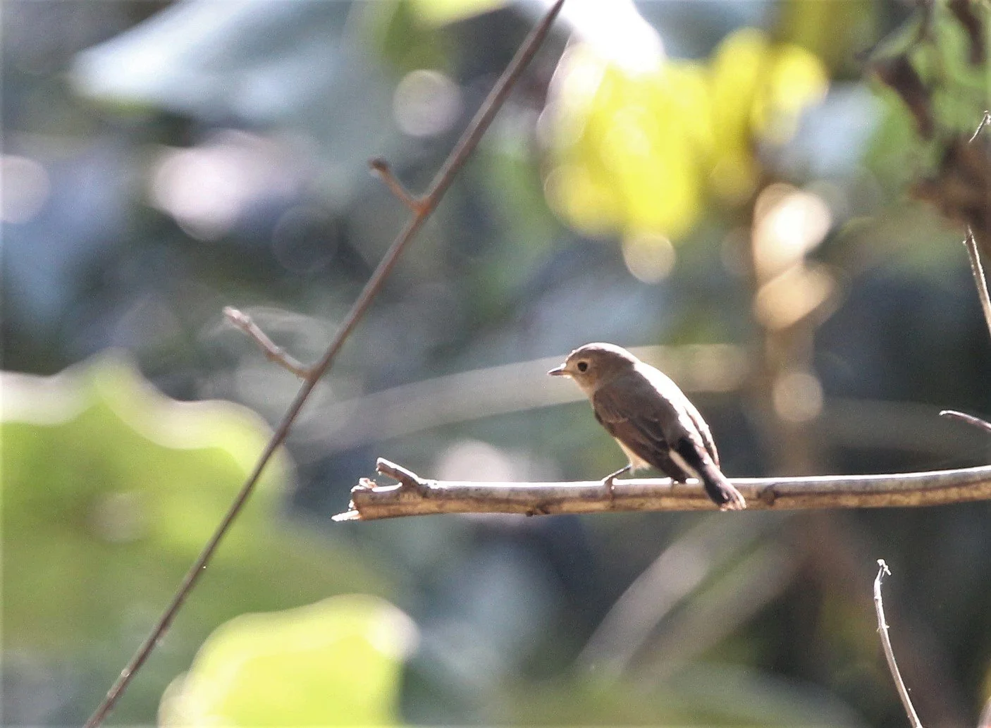 BIRD - FLYCATCHER - ASIAN BROWN- KAENG KRACHAN NP.jpg