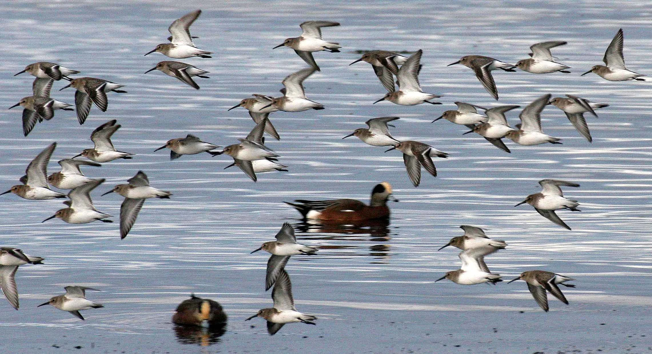 BIRD - DUNLINS - THREE CRABS (23).jpg