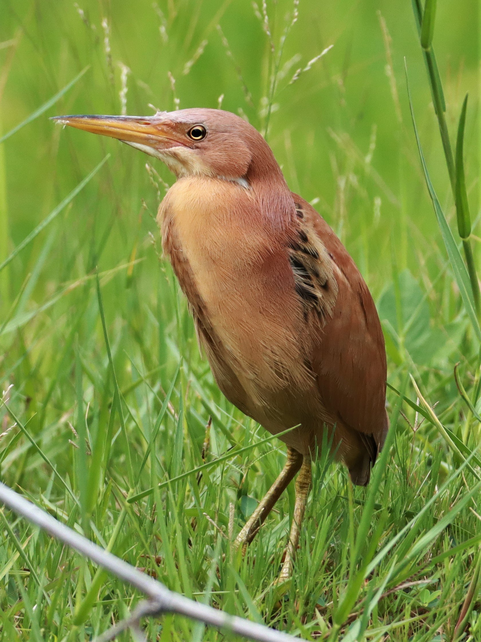 BITTERN - CINNAMON BITTERN (CHESTNUT BITTERN) - Ixobrychus cinnamomeus - BURIRAM HUAI CHORAKHE MAK (75).jpg