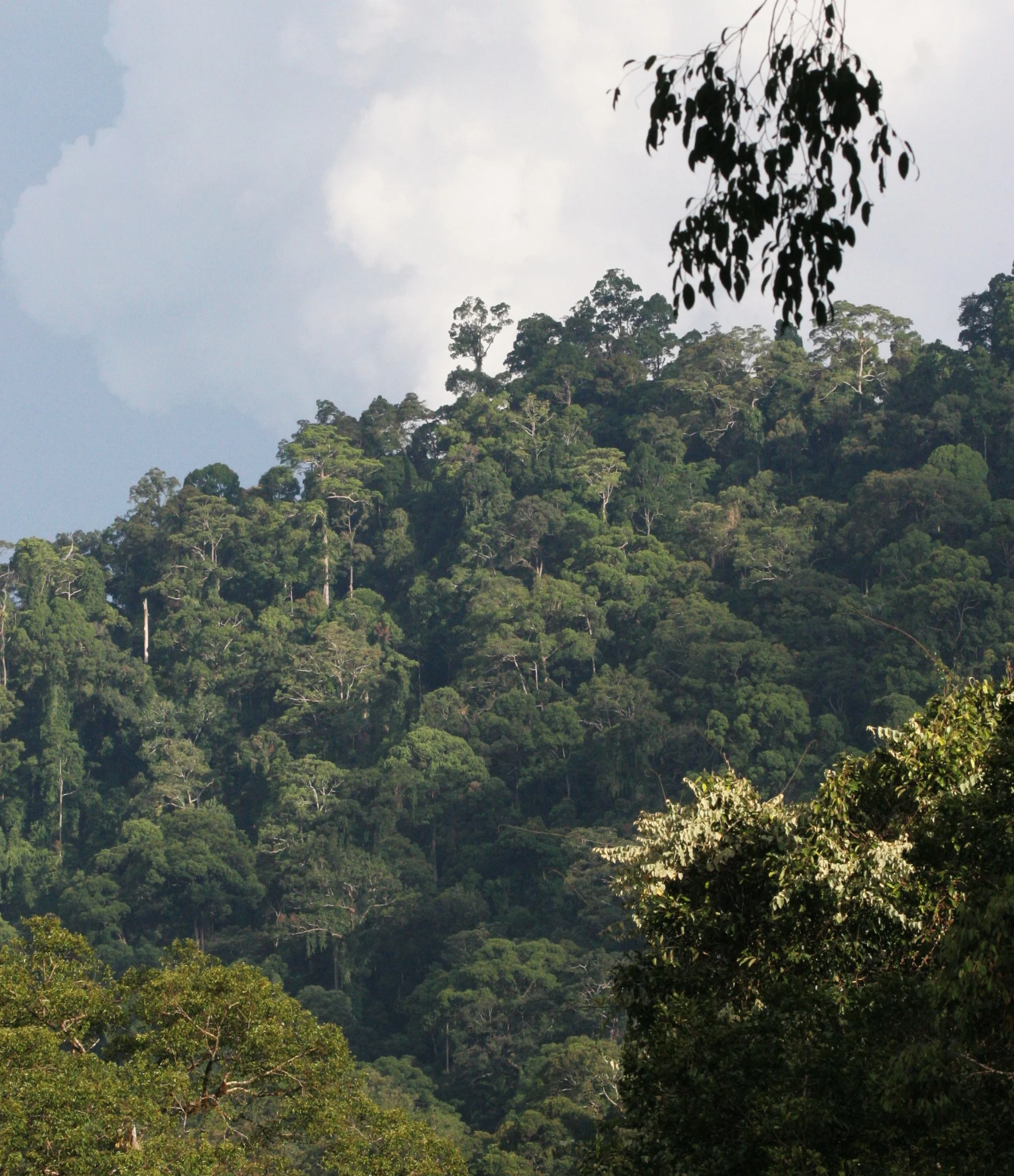 DANUM VALLEY BORNEO - FOREST VIEWS.JPG