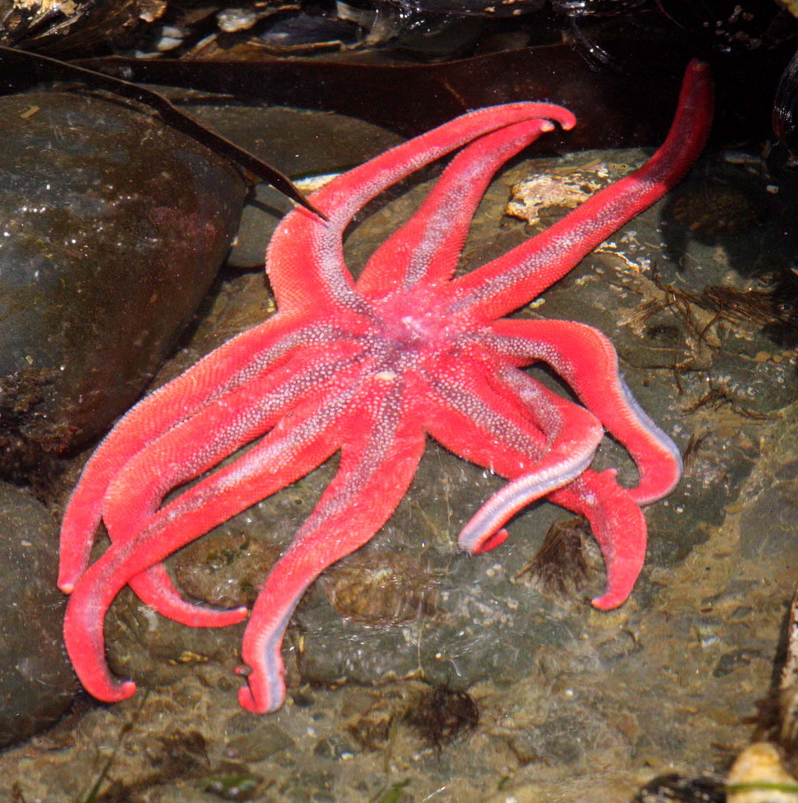 INVERTS - MARINE INTERTIDAL - ECHINODERMATA - SUN STAR - SOLASTER STIMPSONI - SALT CREEK WA.JPG