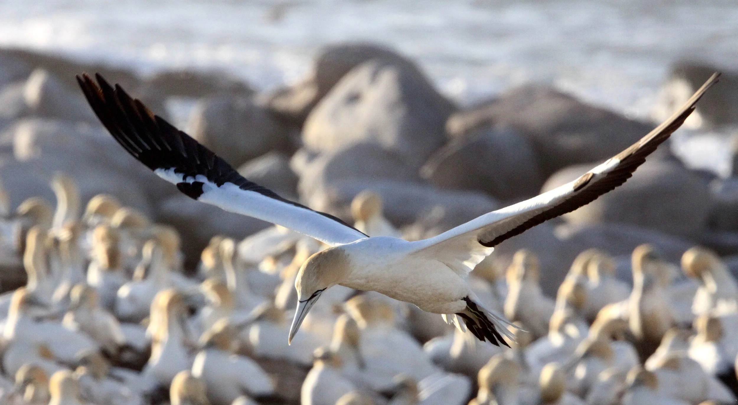 Cape gannet (Morus capensis) Lambert's Bay South Africa (29).JPG
