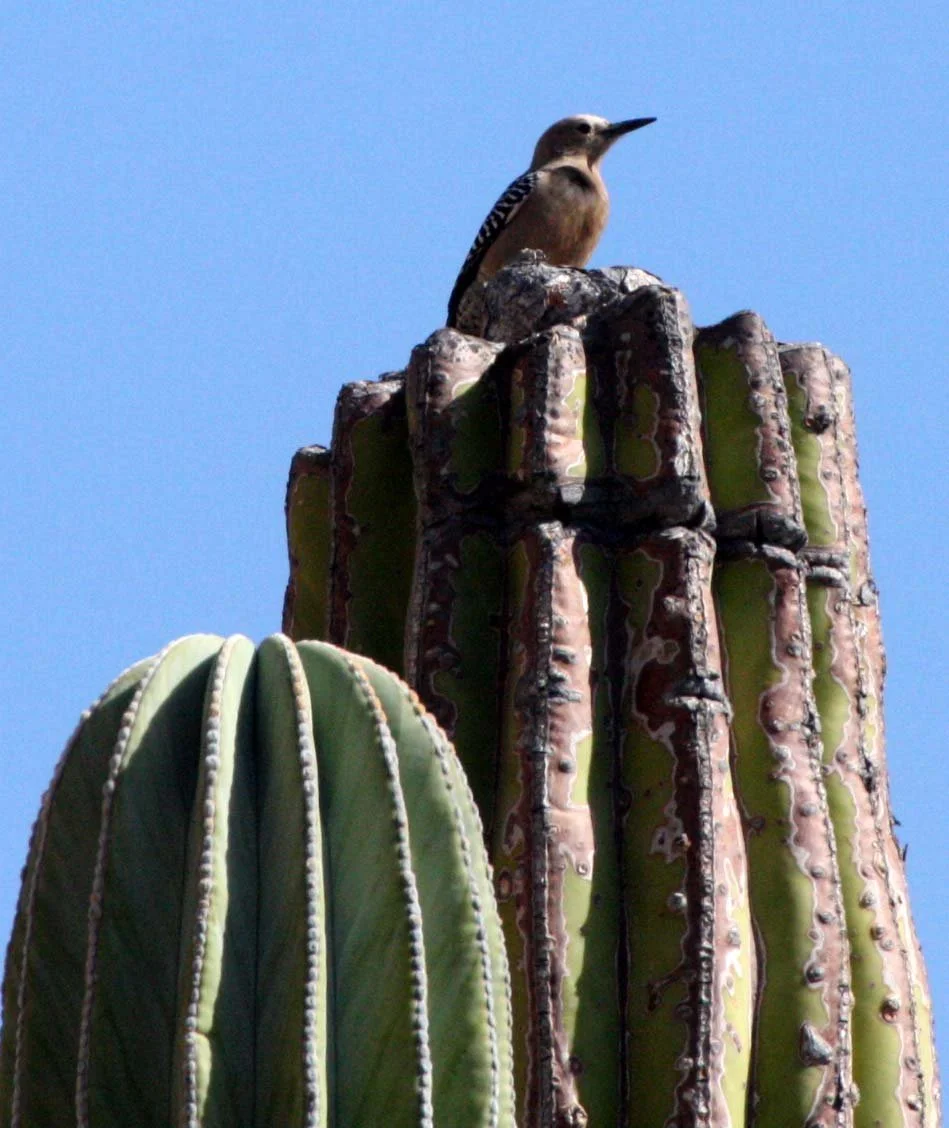BIRD - WOODPECKER - GILA WOODPECKER - ISLA SANTA CATALINA BAJA MEXIO (11).JPG