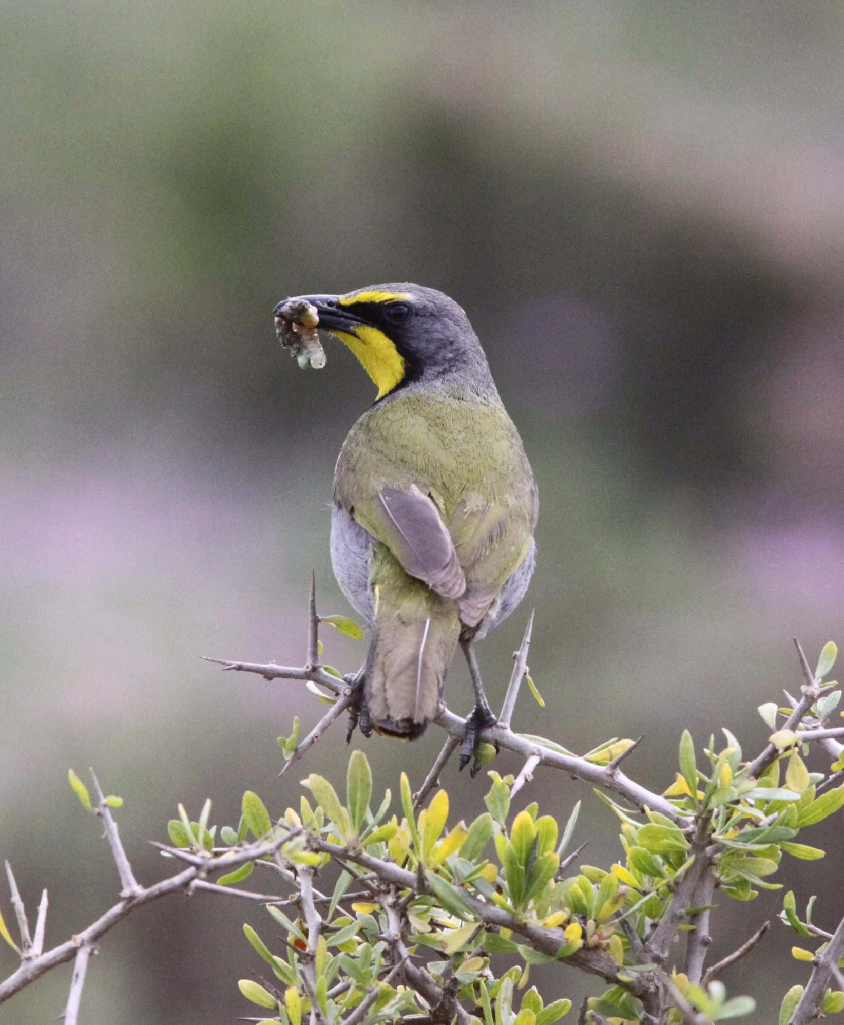 Bokmakierie (Telophorus zeylonus) West Coast NP South Africa (6).JPG