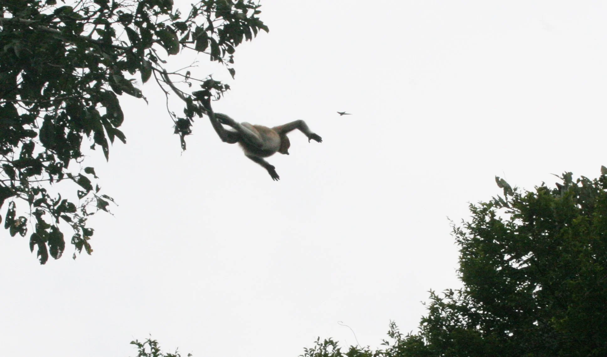 CERCOPITHECIDAE - Nasalis larvatus - PROBOSCIS MONKEY - KINABATANGAN RIVER BORNEO  (61).JPG