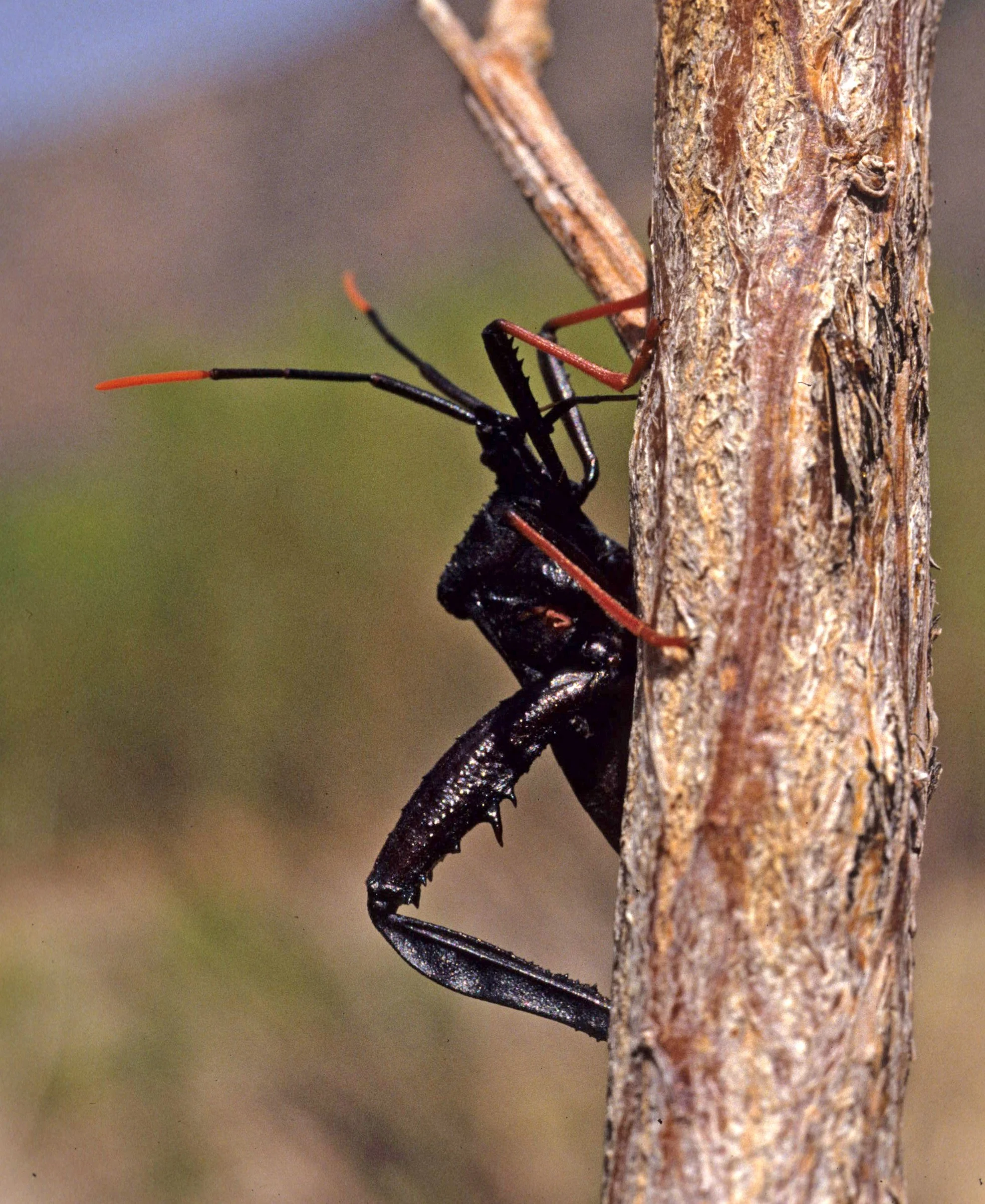 Order Hemiptera — Coke Smith Wildlife