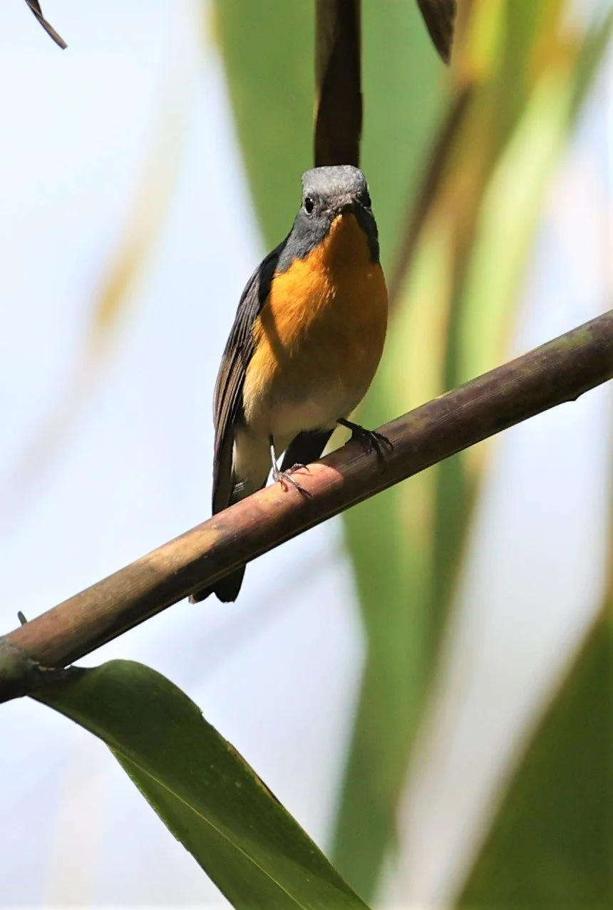 FLYCATCHER - SLATY-BACKED FLYCATCHER - Ficedula erithacus - DOI SAN JU (DOI LAANG WEST) FEB 2022 (14).jpg