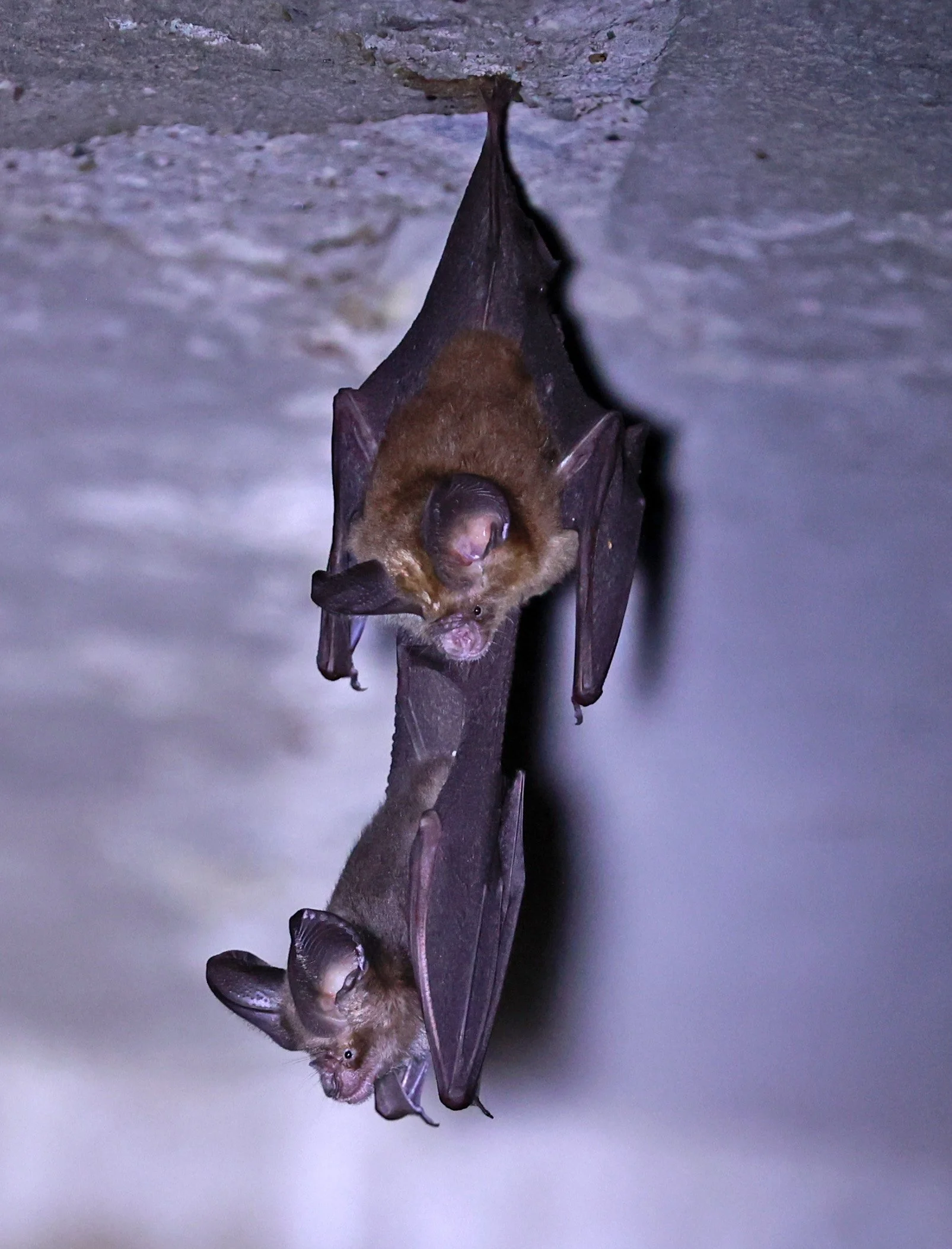 Hipposideros gentilis 