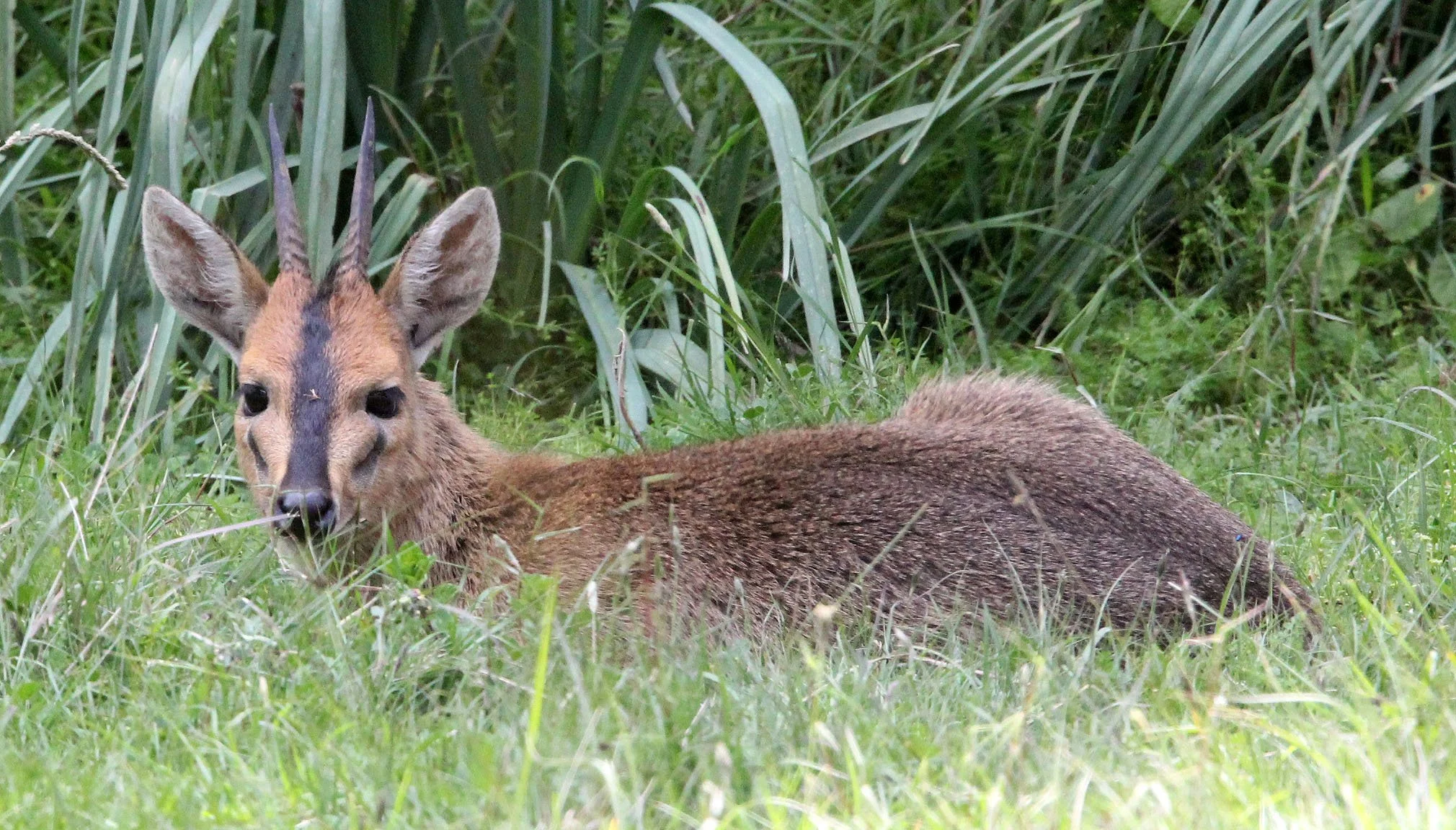 DUIKER - ETHIOPIAN RED DUIKER - Sylvicapra grimmia abyssinica - BALE MOUNTAINS NATIONAL PARK ETHIOPIA (23).JPG