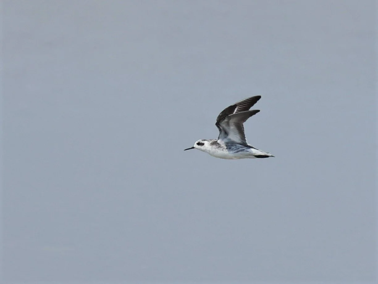 PHALEROPE - RED-NECKED PHALEROPE - Phalaropus lobatus - PAK THALE SALT PONDS MARCH 2022 (9).jpg