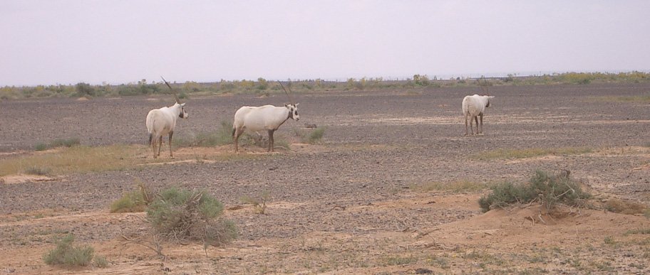 BOVID - ORYX - ARABIAN ORYX-SHAUMARI (7).JPG