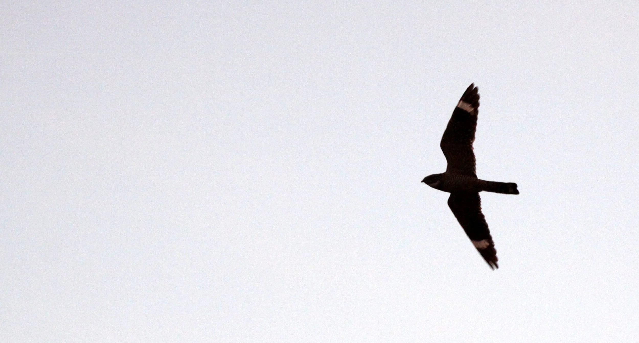 BIRD - NIGHTJAR - COMMON NIGHTHAWK - TRUTH OR CONSEQUENCES NEW MEXICO (3).JPG