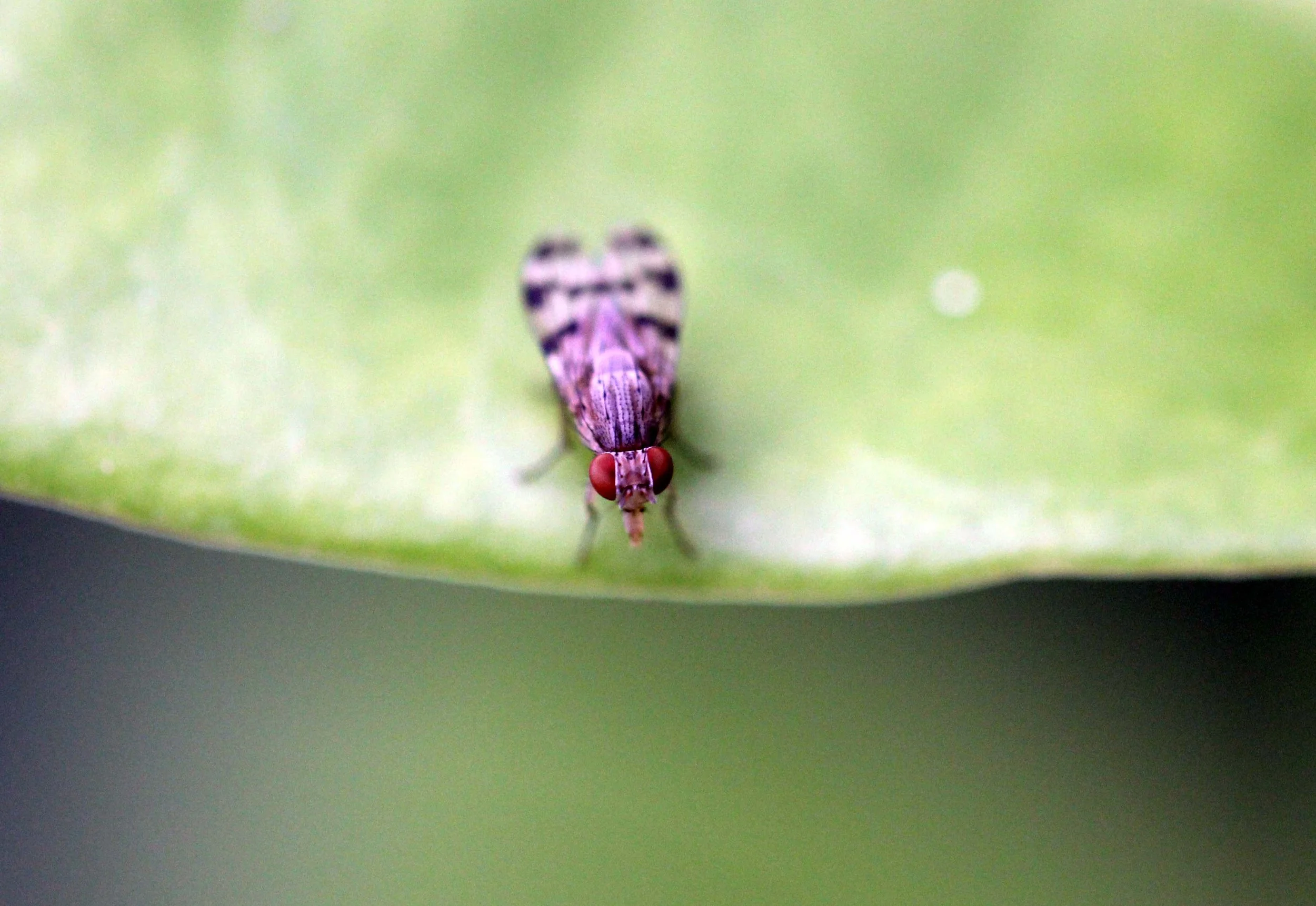 2013 in Nakhonsithammarat and some Krabi with Family (66).JPG