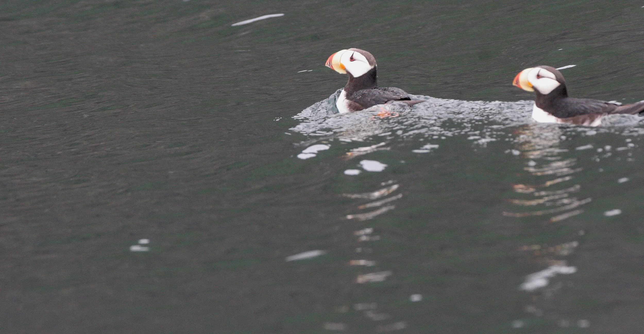 Fratercula corniculata - HORNED PUFFIN - KAMCHATKA COAST (7).jpg