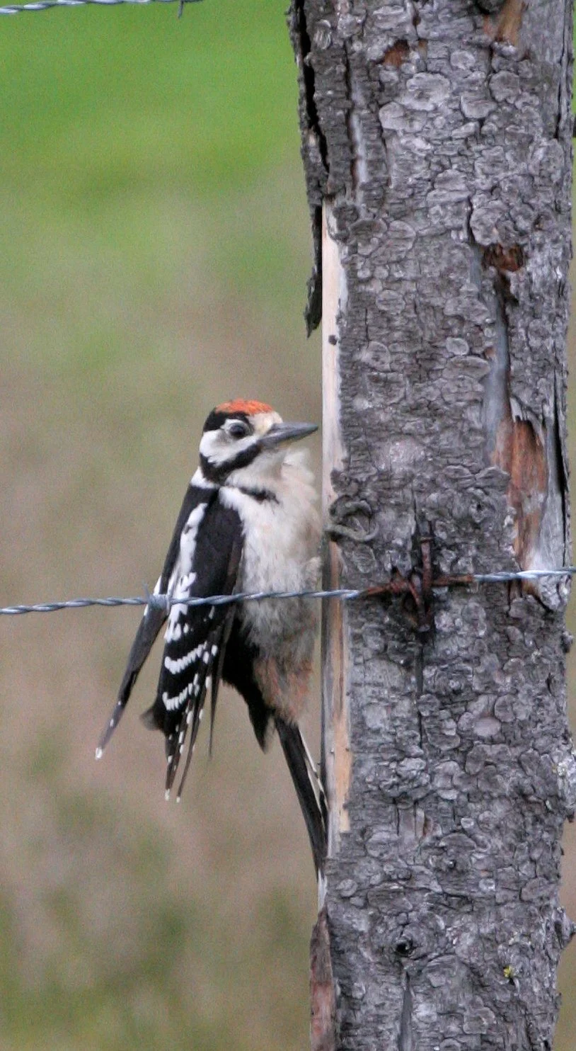 BIRD - WOODPECKER - GREAT SPOTTED - HORNOYA NORWAY (2).jpg