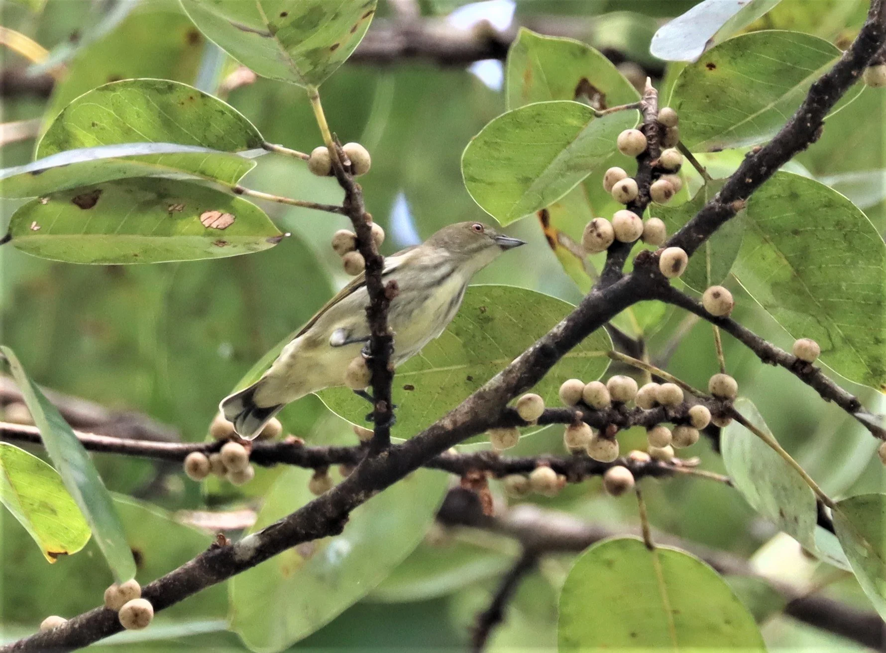 FLOWERPECKER - THICK-BILLED FLOWERPECKER - Dicaeum agile - KAENG KRACHAN - GIFTS SHOTS (2).jpg