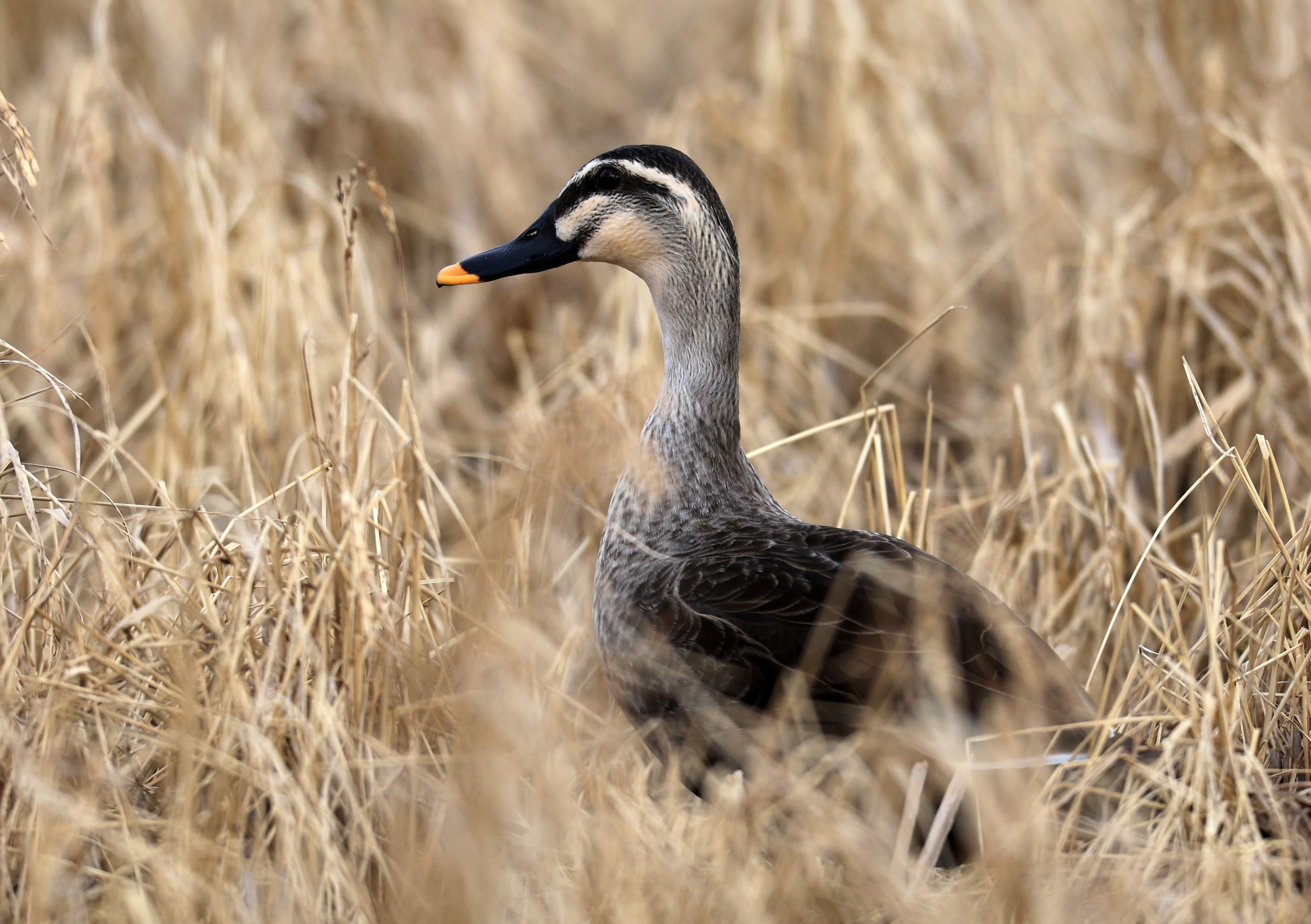 Eastern Spot-billed Duck (Anas zonorhyncha) Izumi Crane Park & Center, Izumi Kagoshima Kyushu Japan (12).jpg