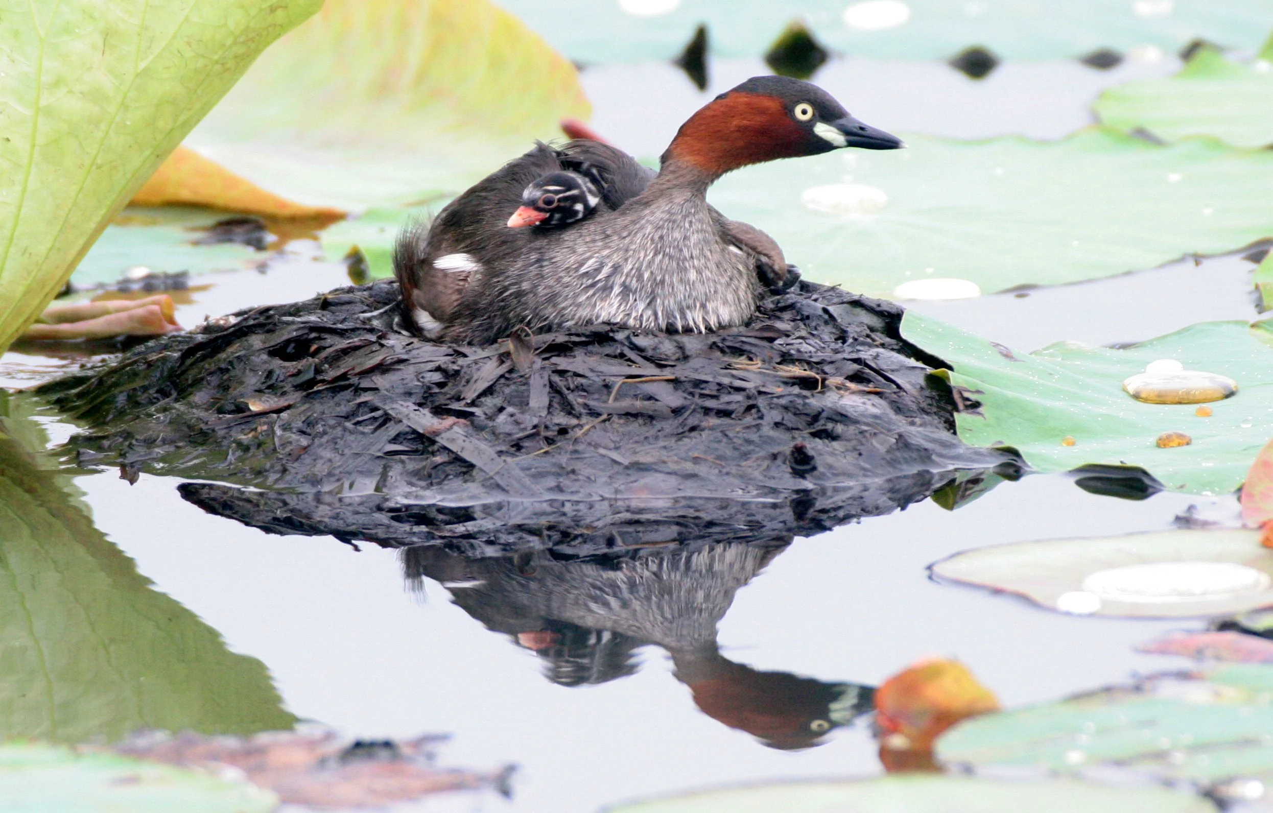 Little Grebe (Tachybaptus ruficollis) Bueng Boraphet Wetlands Nakhon Sawan Thailand (48).JPG