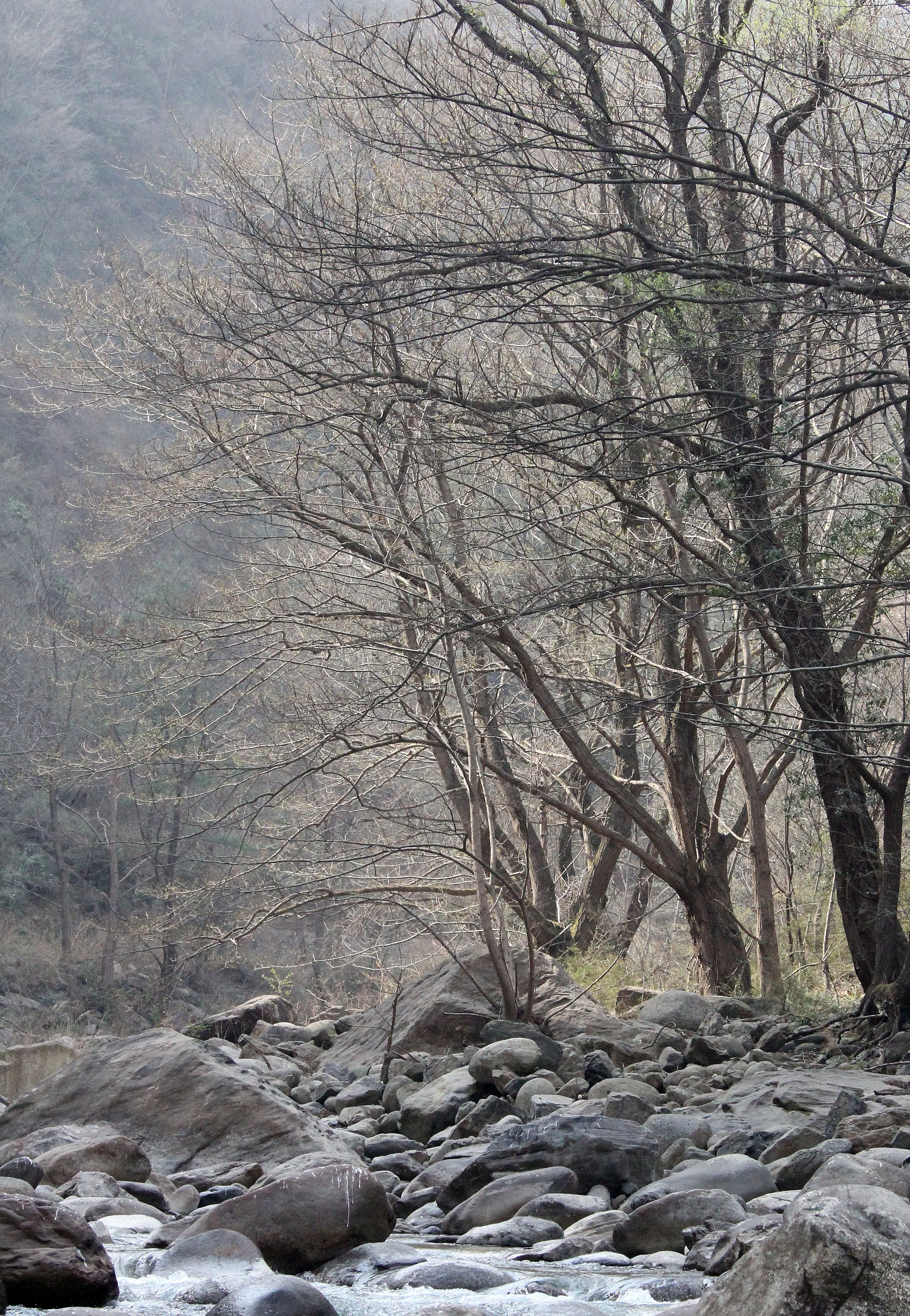 TANGJIAHE NATURE RESERVE, SICHUAN CHINA (44).JPG