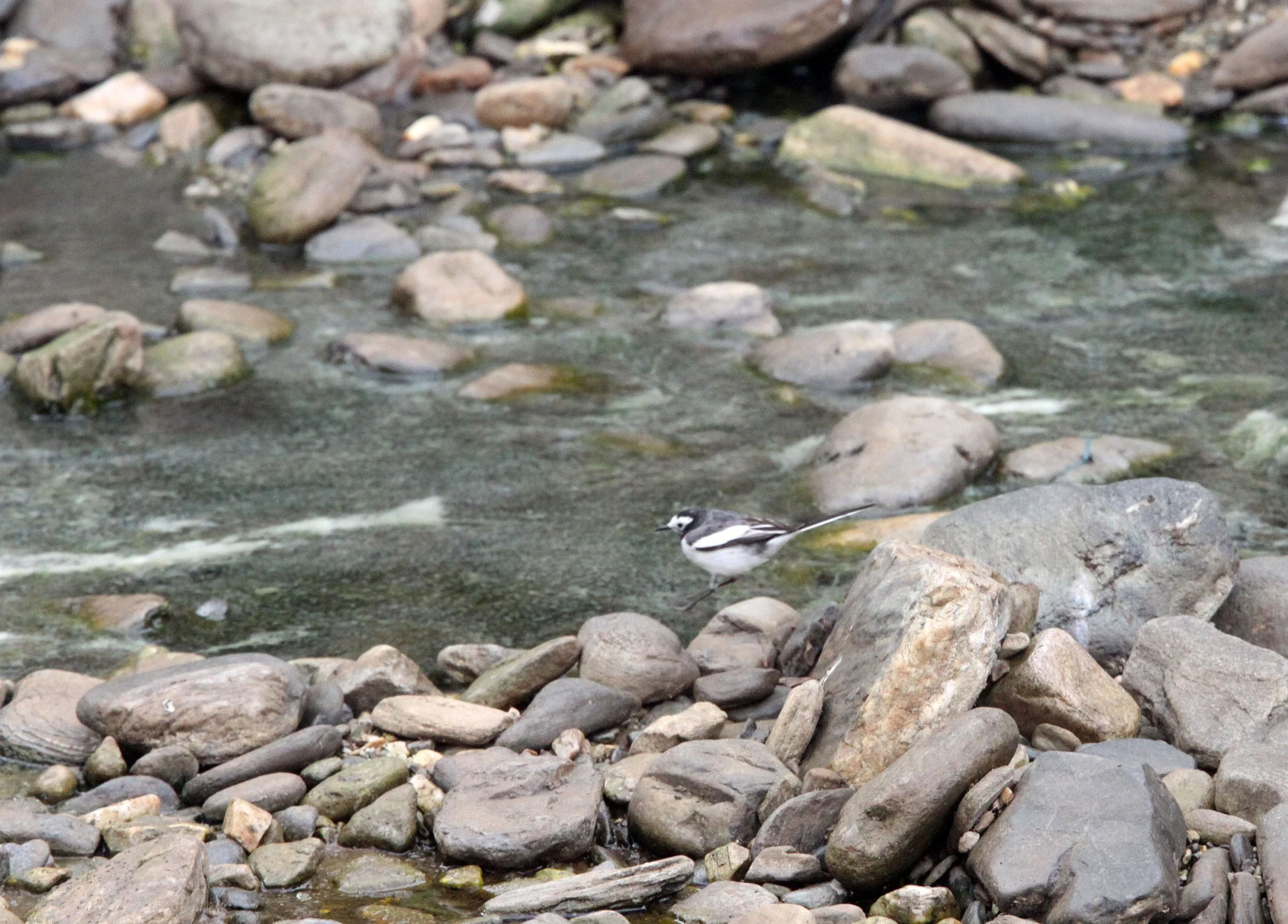 WHITE WAGTAIL - WULIANGSHAN NATURE RESERVE YUNNAN CHINA (2).JPG