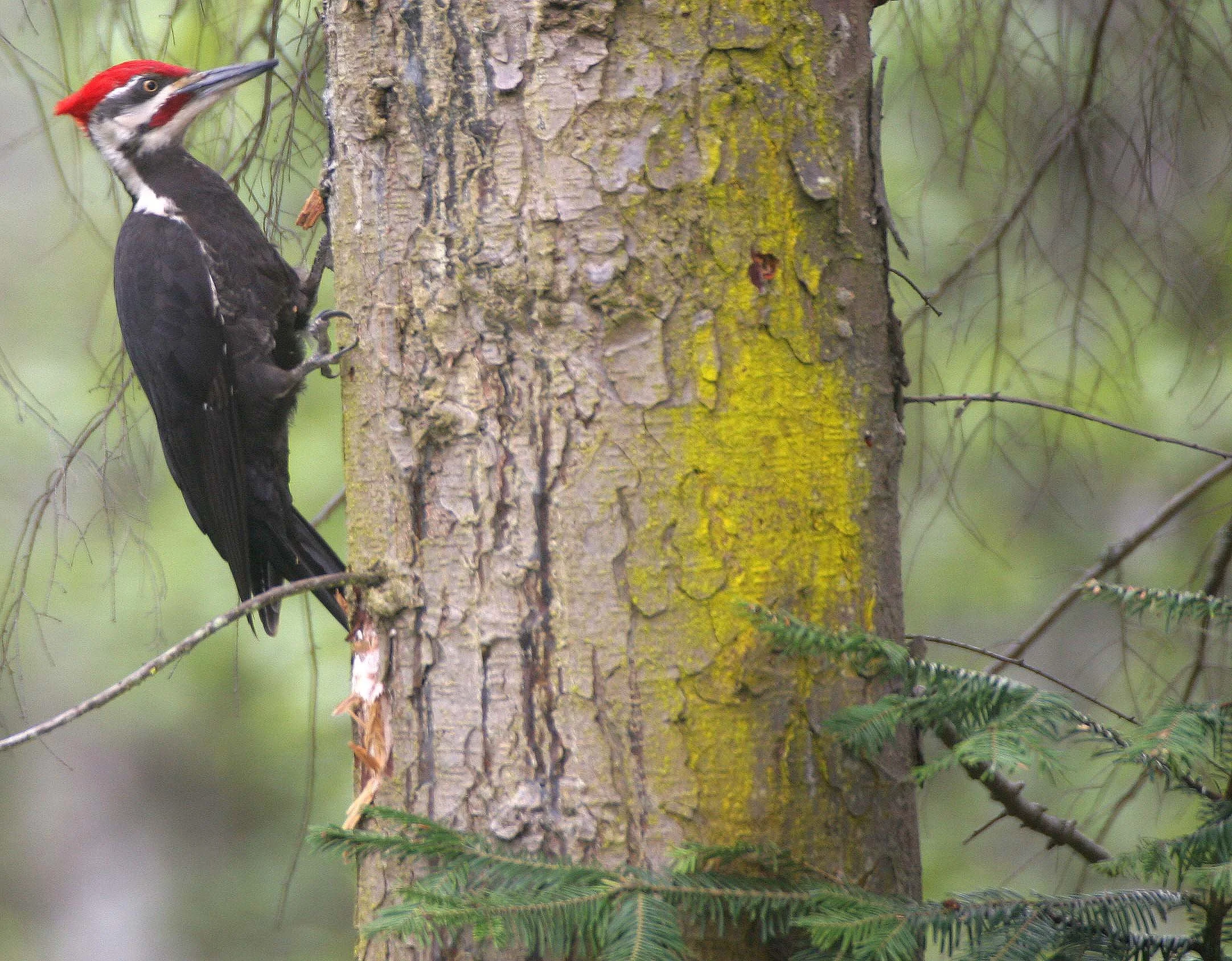 BIRD - WOODPECKER - PILEATED WOODPECKER - GASMAN (18).jpg