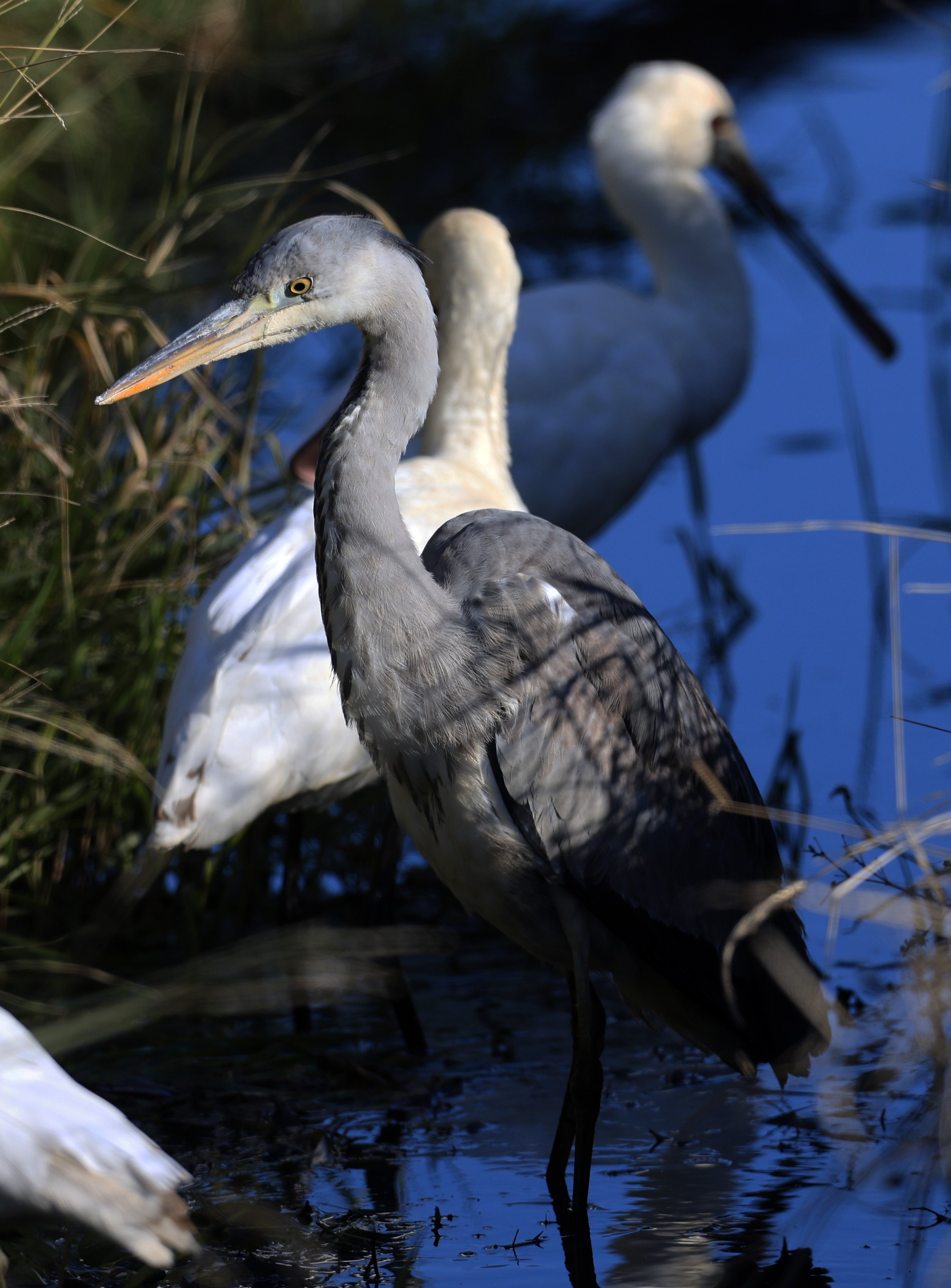 Grey Heron (Ardea cinerea) Izumi Crane Center and Fields Izumi Kagoshima Japan (20).jpg