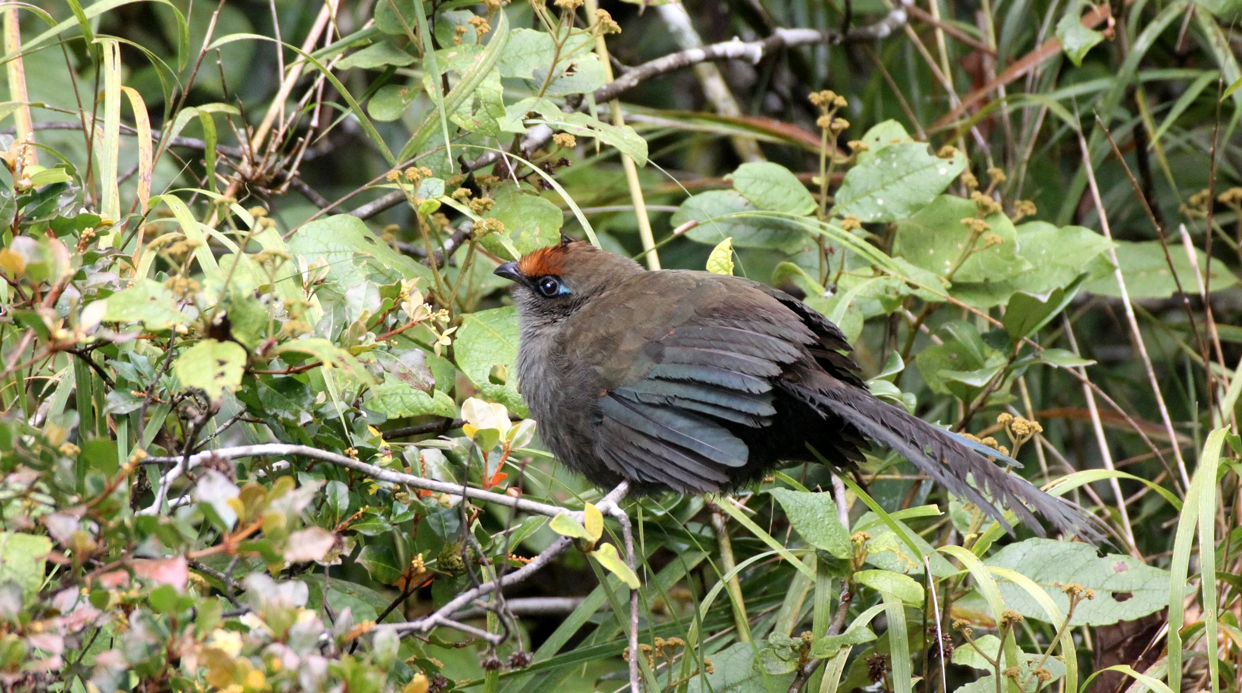 Red-fronted Coua (Coua reynaudii) Ranomafana NP Madagascar (2).JPG