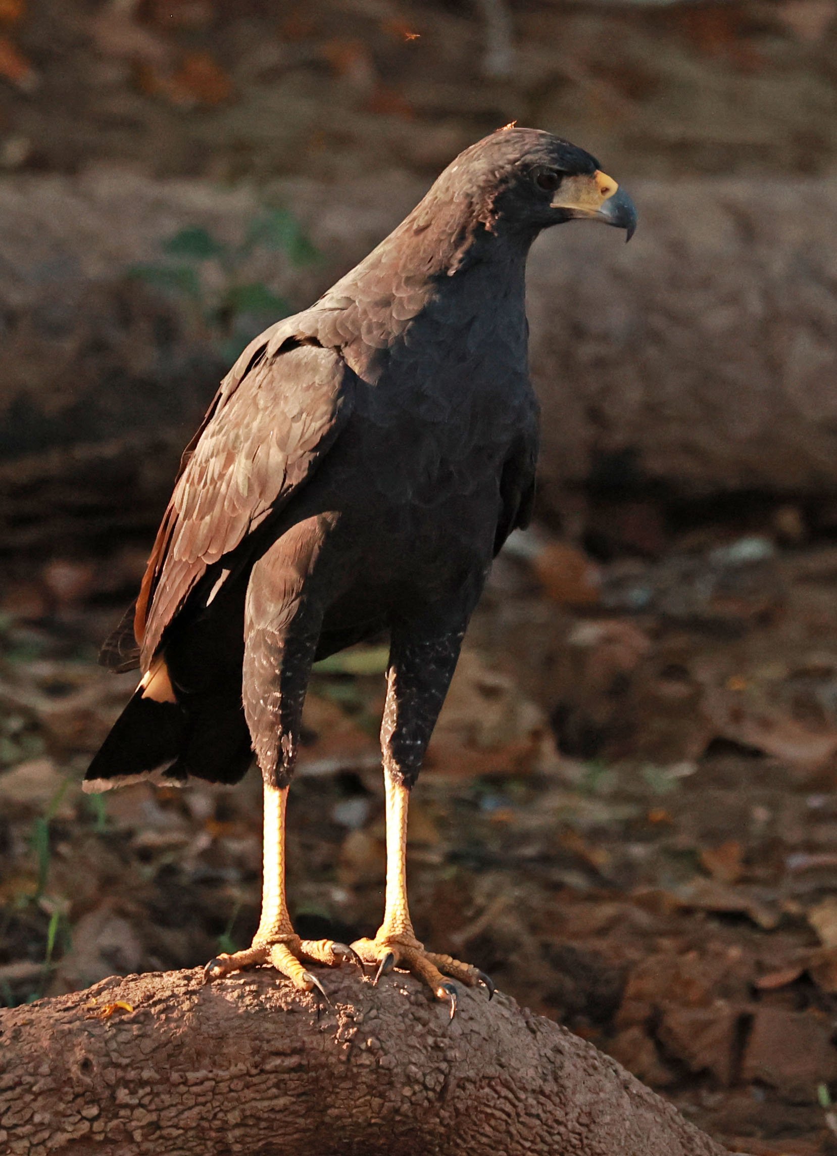 Hawk - Great Black Hawk - Buteogallus urubitinga - Pantanal, Encontro das Águas State Park, Porto Jofre, Cuiaba River, Brazil (26).jpg
