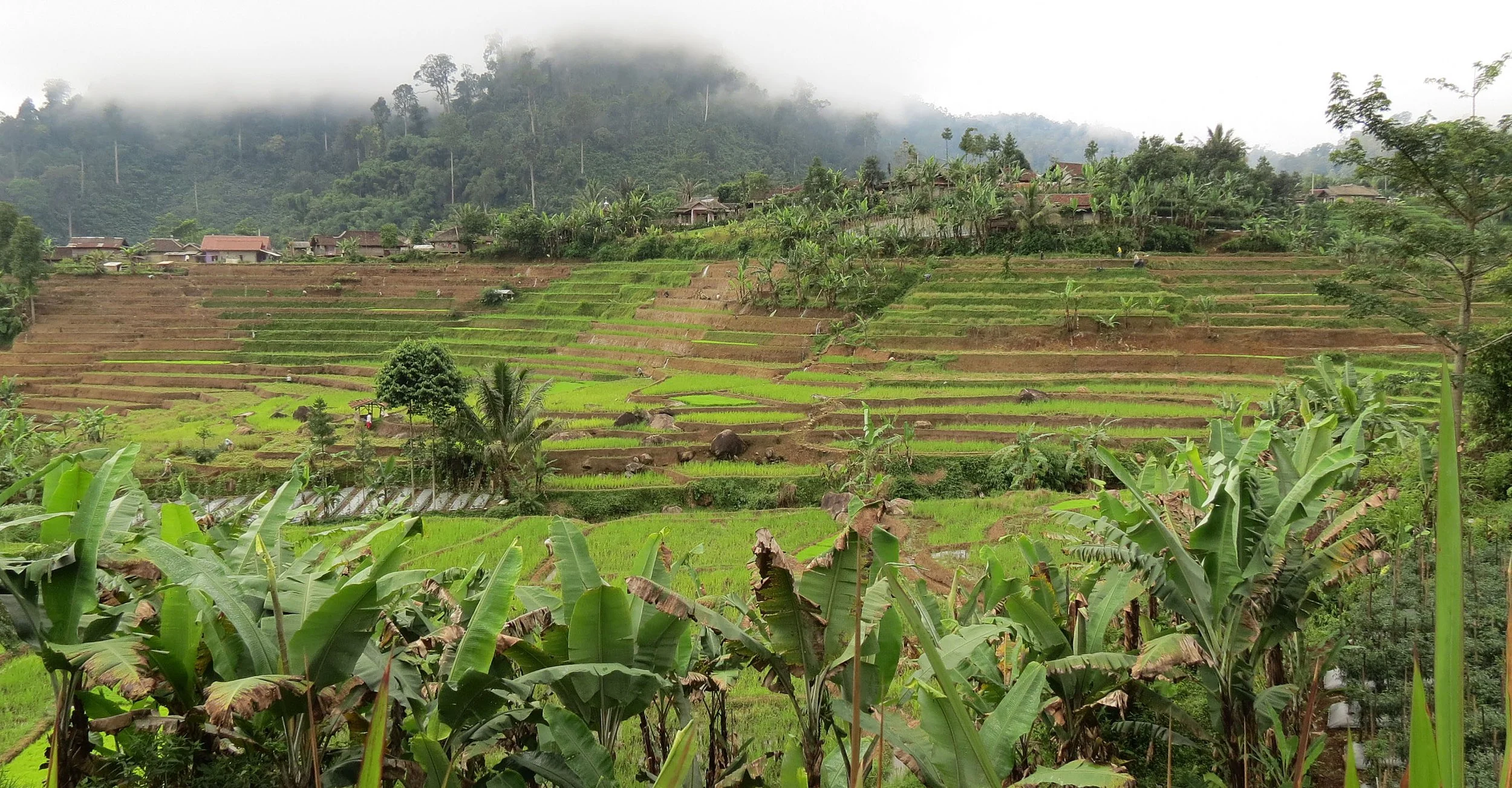 HALIMUN  NATIONAL PARK - JAVA BARAT INDONESIA (49).JPG