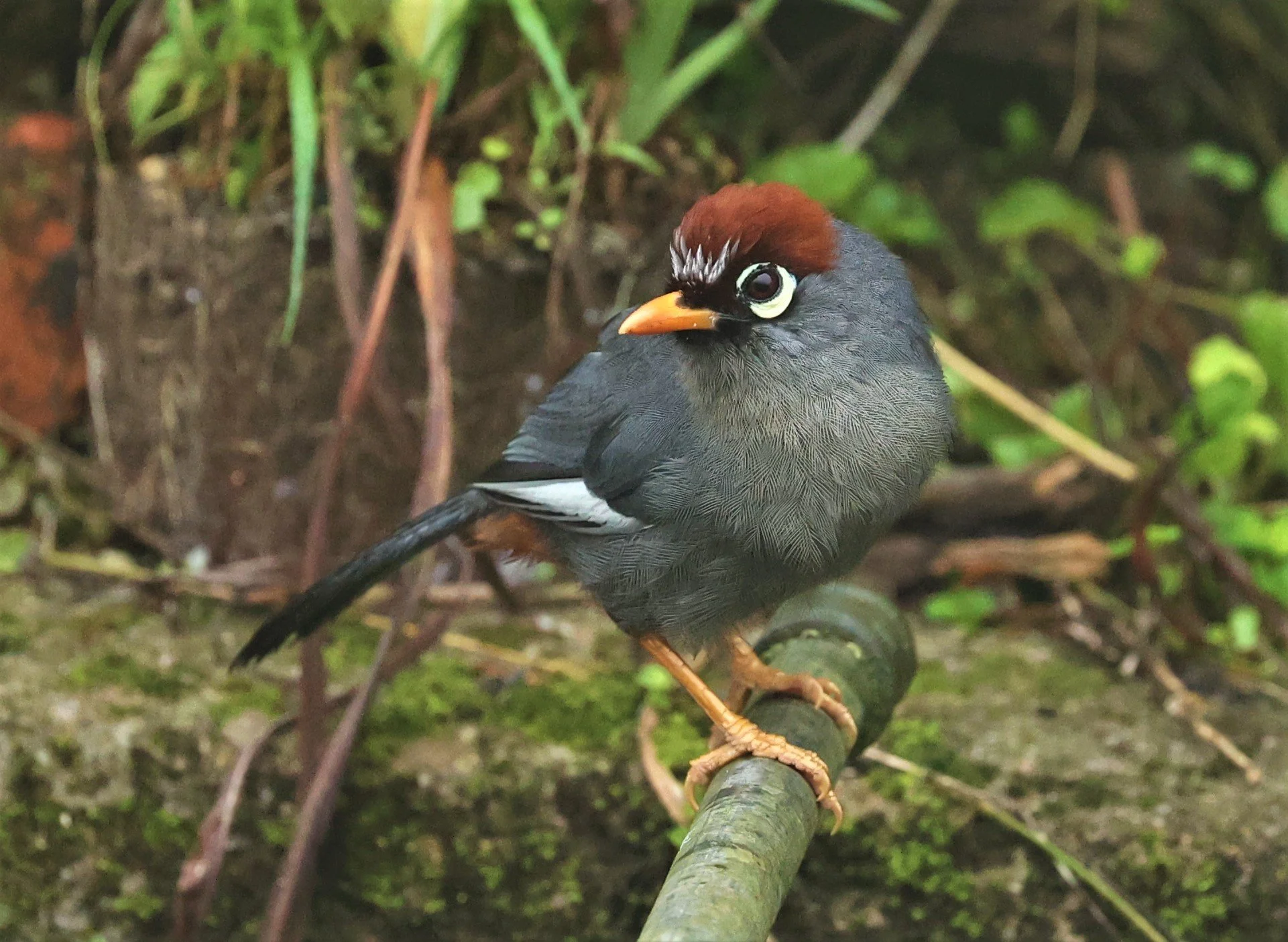 Pterorhinus mitratus - CHESTNUT-CAPPED LAUGHINGTHRUSH - FRASER'S HILL RAUB DISTRICT PAHANG MALAYSIA (12).jpg