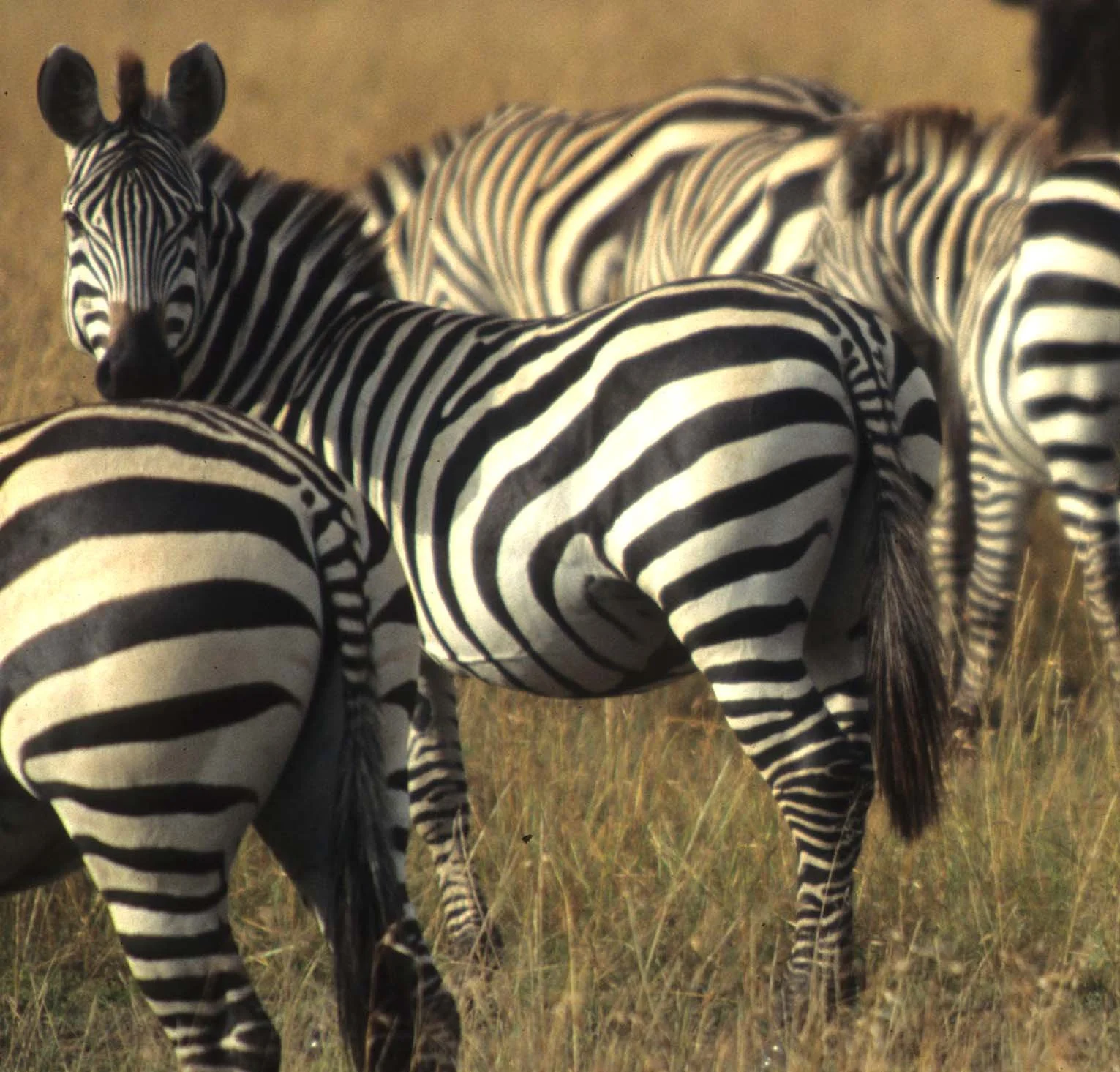 EQUIN - ZEBRA - COMMON - SERENGETI (21).jpg
