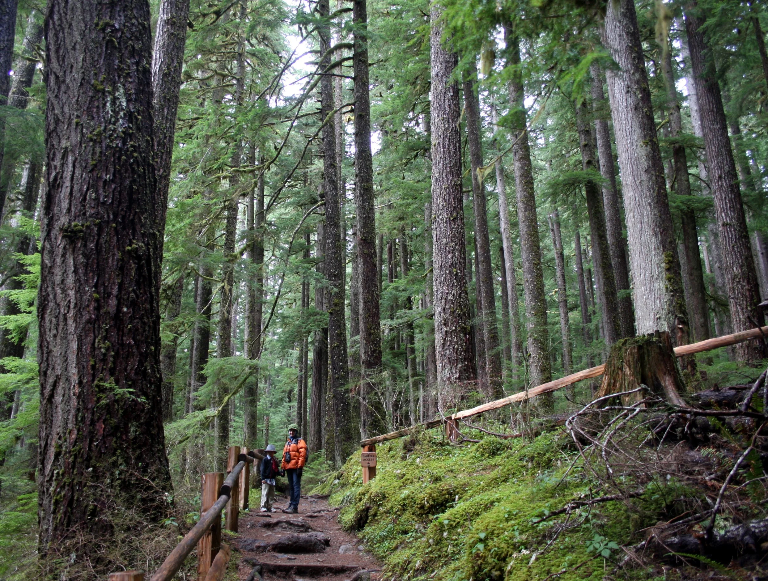 SOL DUC FALLS AND FOREST - ONP WA (73).JPG