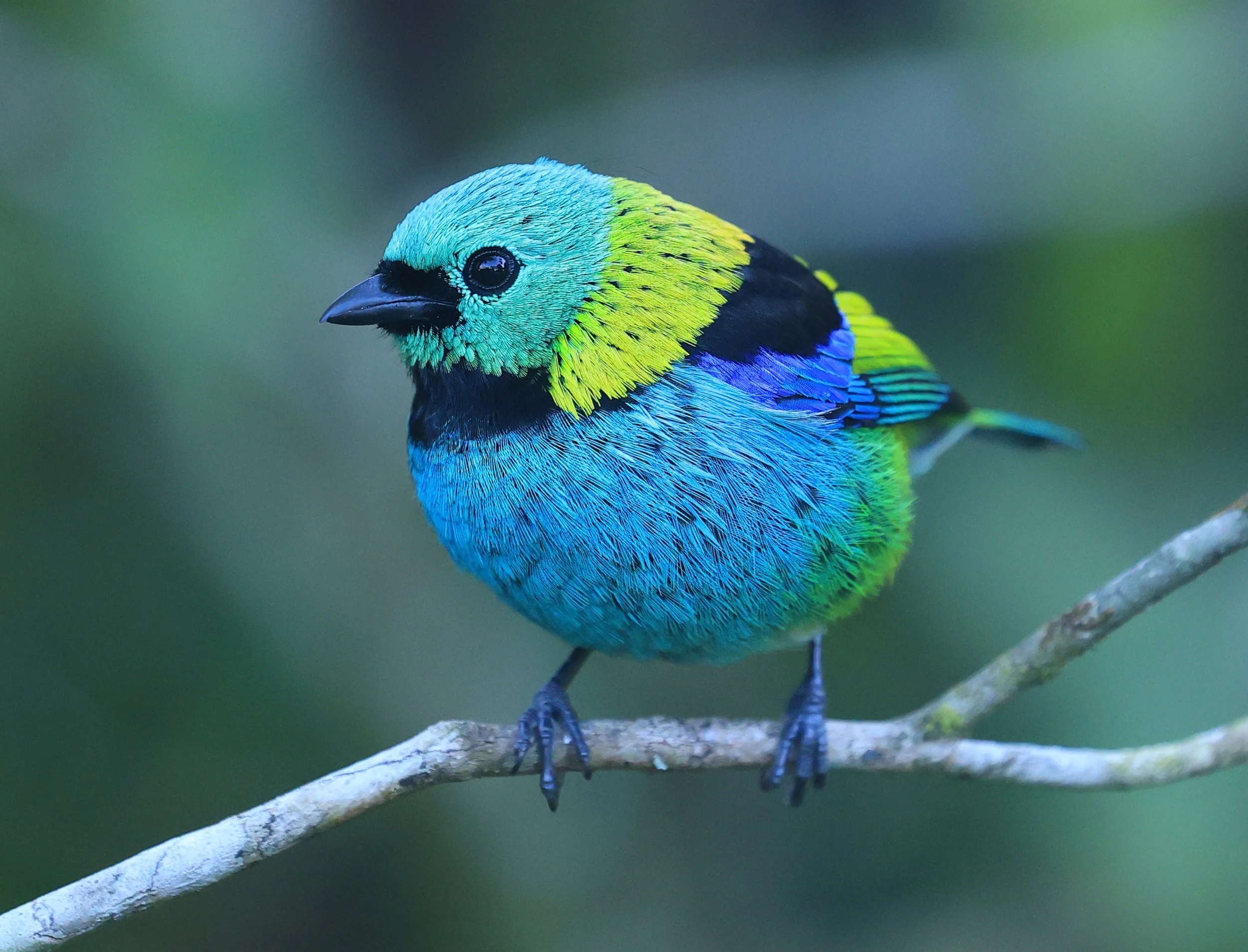 Green-headed Tanager (Tangara seledon)  Superagui National Park, Brazil (214).jpg