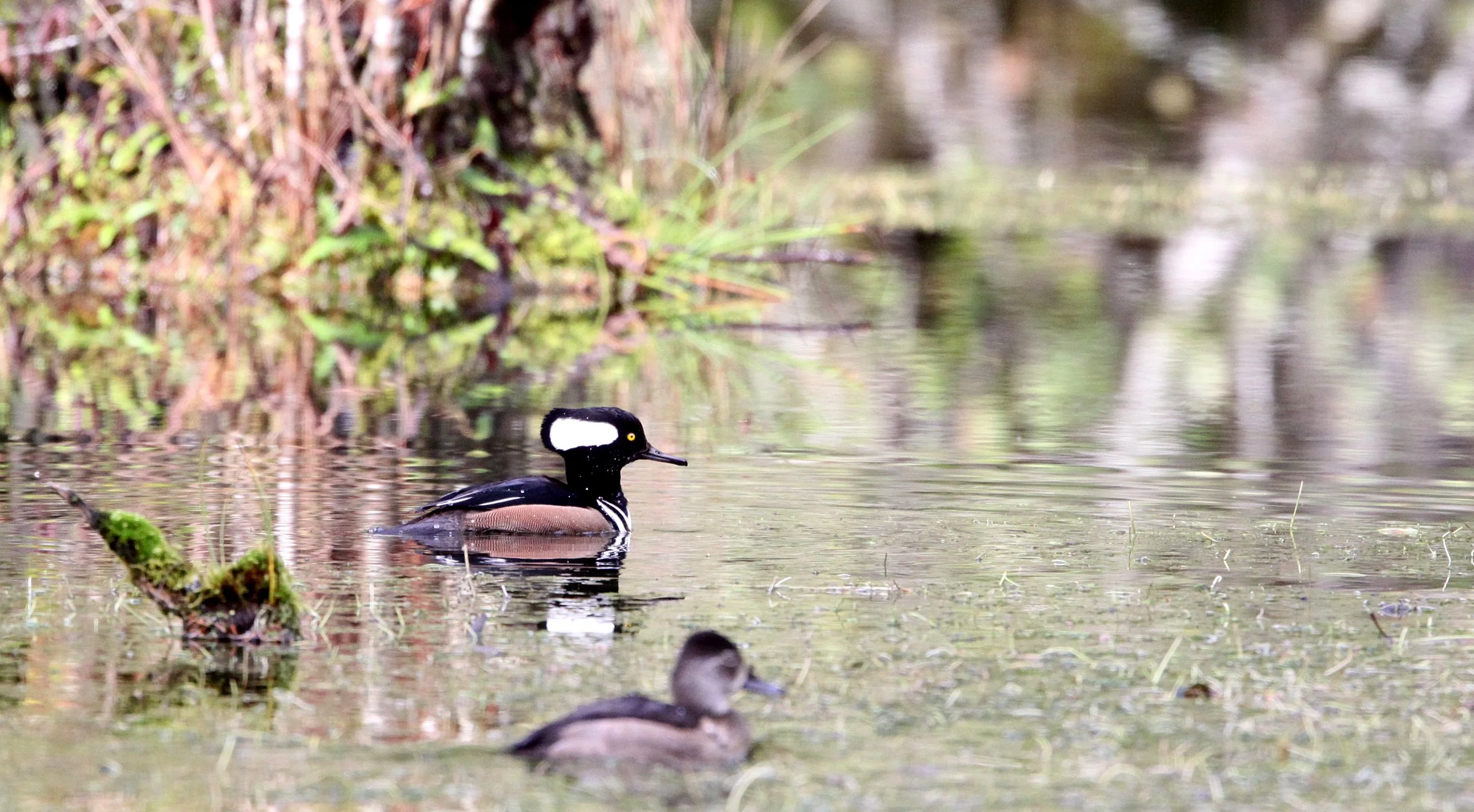 MERGANSER - HOODED MERGANSER - Lophodytes cucullatus - HOH RAINFOREST OLYMPIC PENINSULA WASHINGTON (15).JPG
