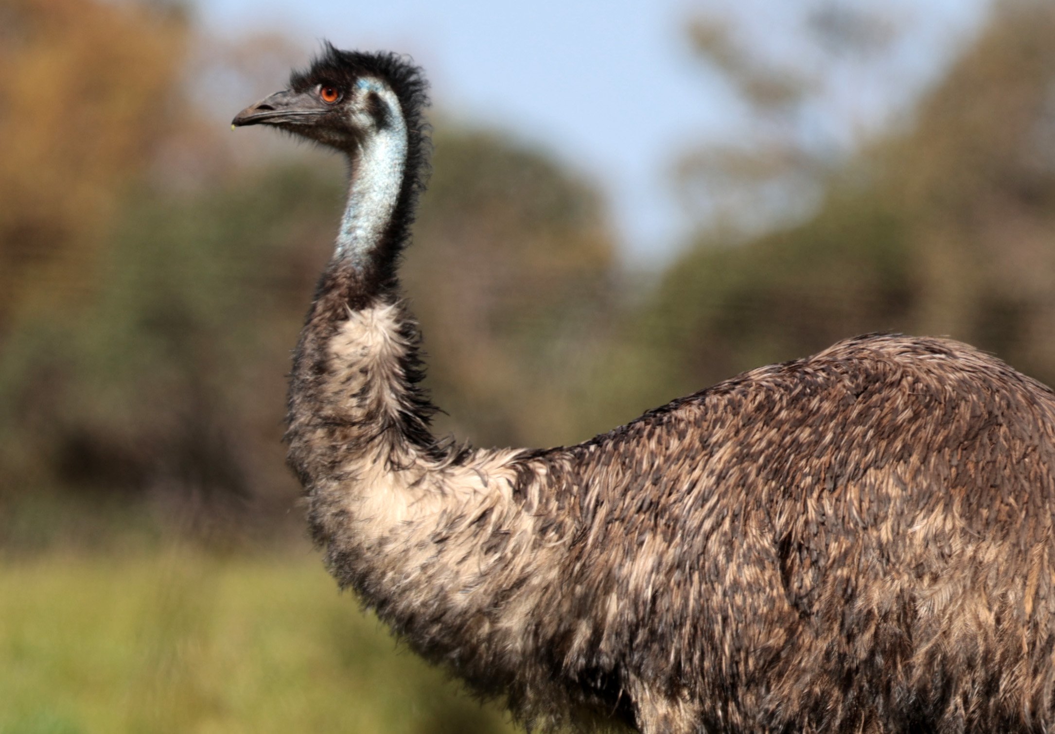 Emu (Dromaius novaehollandiae) Mt Frankland NP - Western Australia (66).jpg