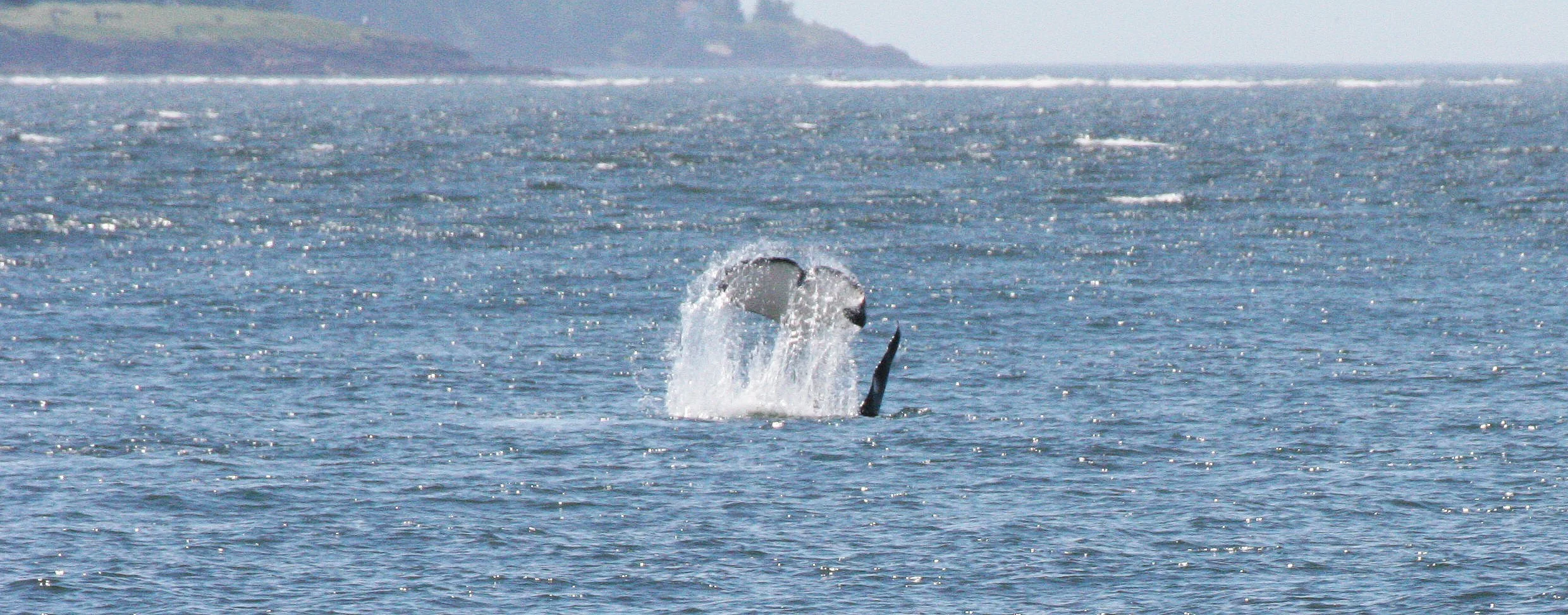 Orcinus orca - SOUTHERN RESIDENT KILLER WHALES (ORCA) - J POD IN ROSARIO STRAIT SAN JUAN ISLANDS WA (164).JPG