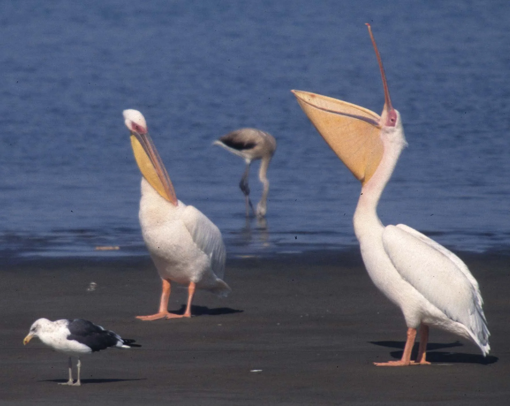 BIRDS - PELICAN - WHITE - NAMIBIA 6A.jpg