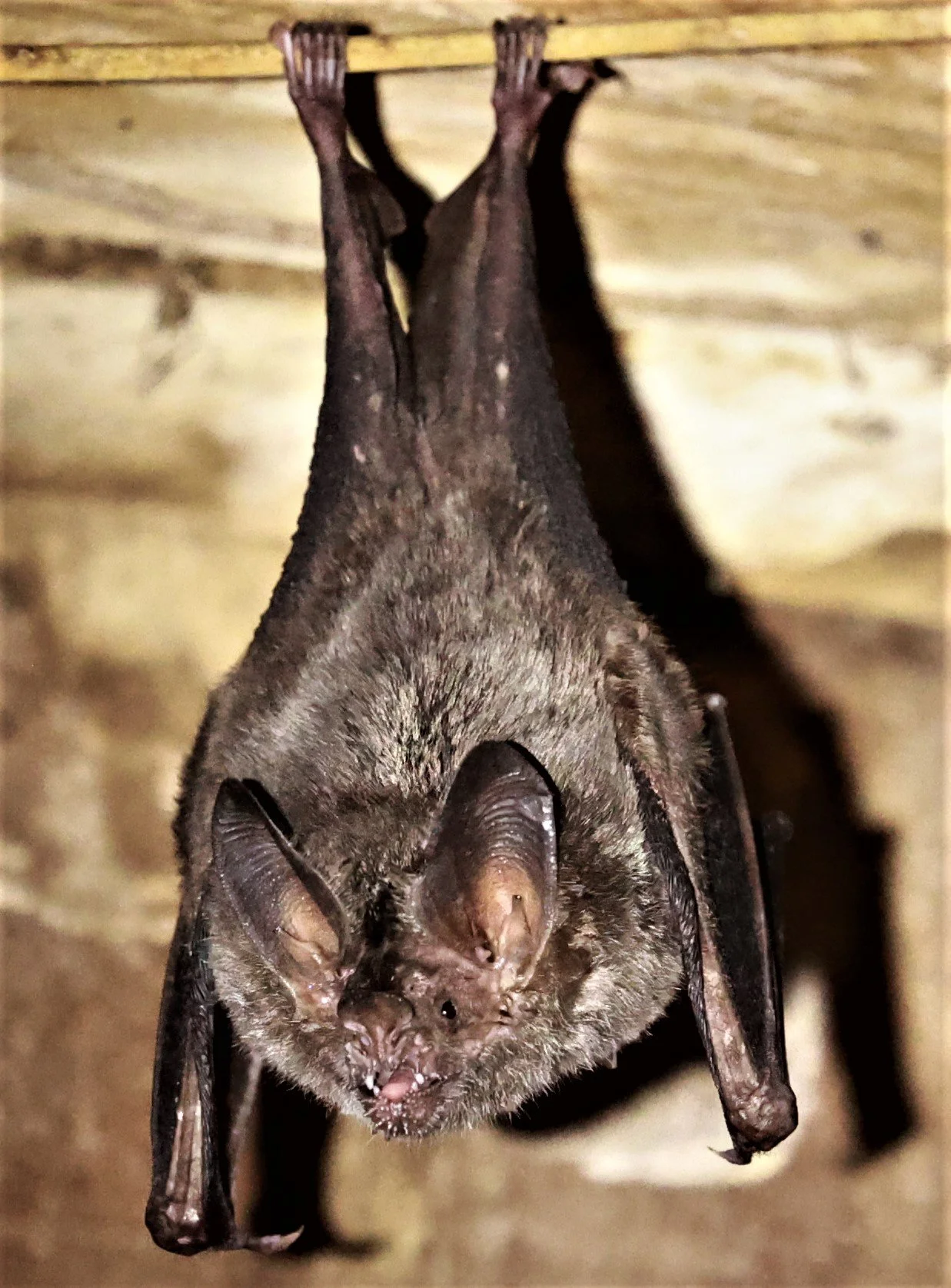 Trachops cirrhosus - Fringe-lipped Bat - Porto Alegre Lodge, Pantanal (4).JPG