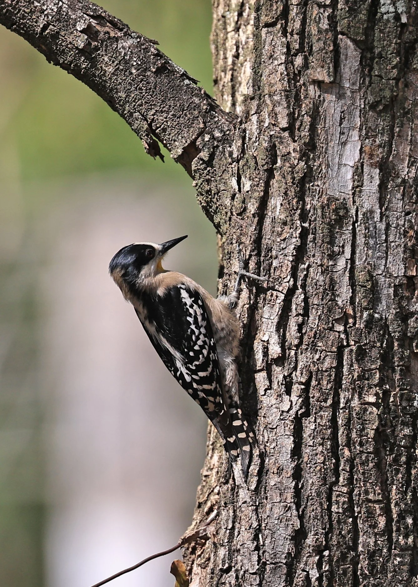 White-fronted Woodpecker (Melanerpes cactorum) Hotel Campestre Iparoma Paraguay (9).jpg