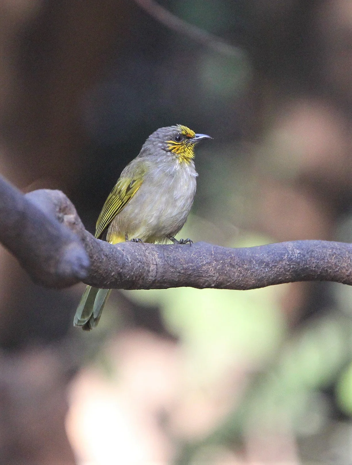 BULBUL - STRIPE-THROATED BULBUL - Pycnonotus finlaysoni - LUNG SIN HIDE KAENG KRACHAN A (5).jpg