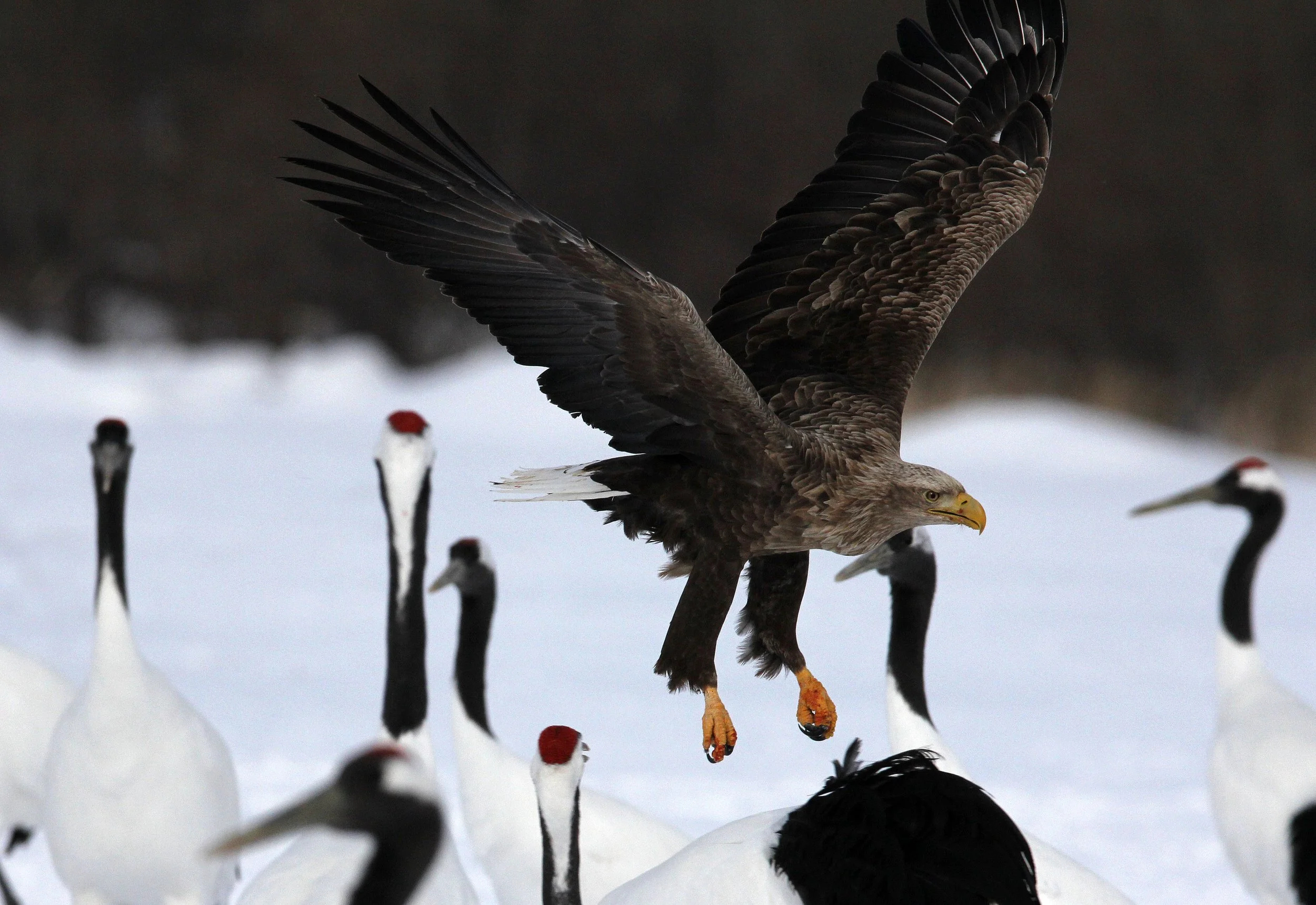 Haliaeetus albicilla - WHITE-TAILED EAGLE - AKAN INTERNATIONAL CRANE CENTER - HOKKAIDO JAPAN (50).JPG