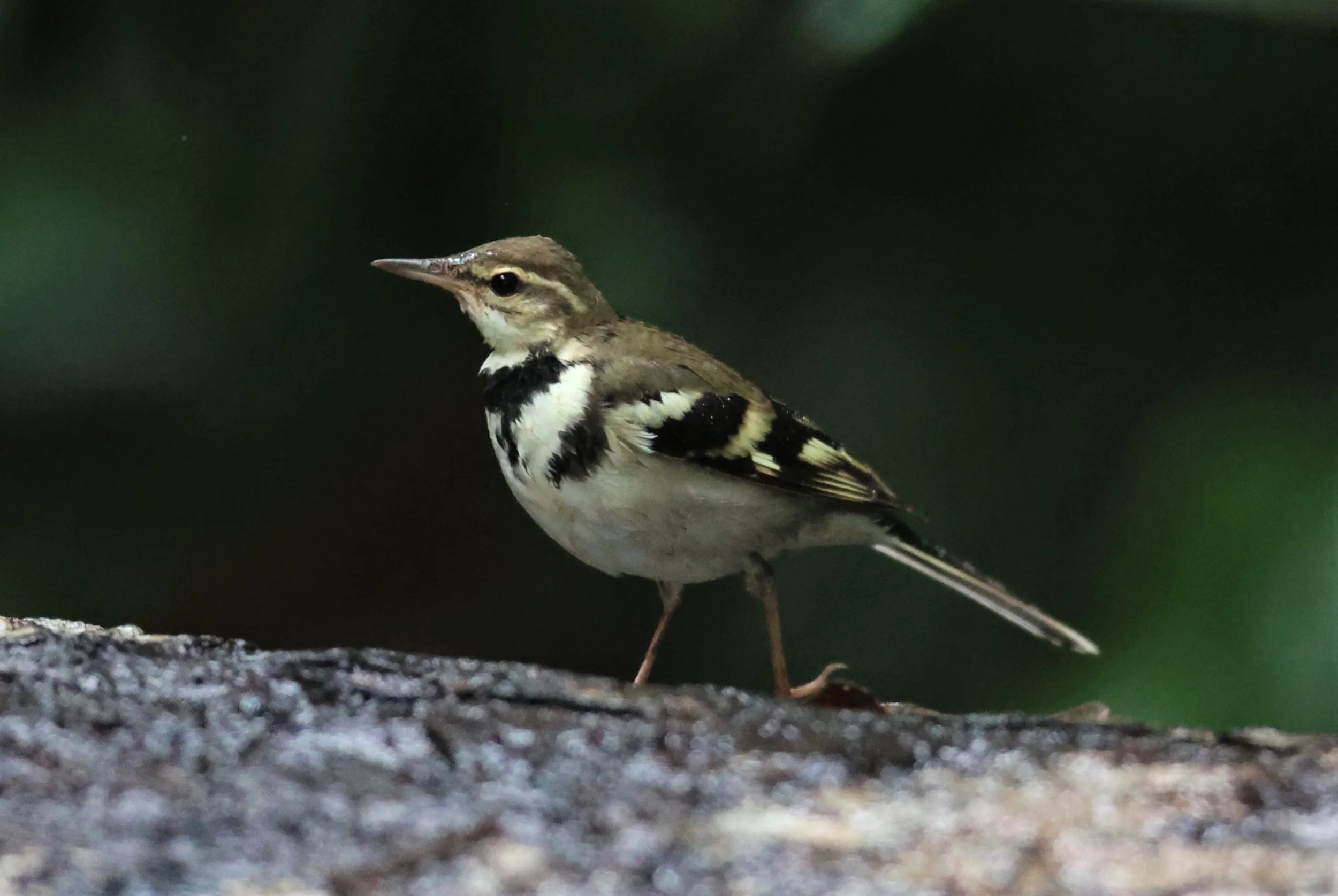 FOREST WAGTAIL - Dendronanthus indicus -KAENG KRACHAN NATIONAL PARK 16 OCT 2021 (15).jpg