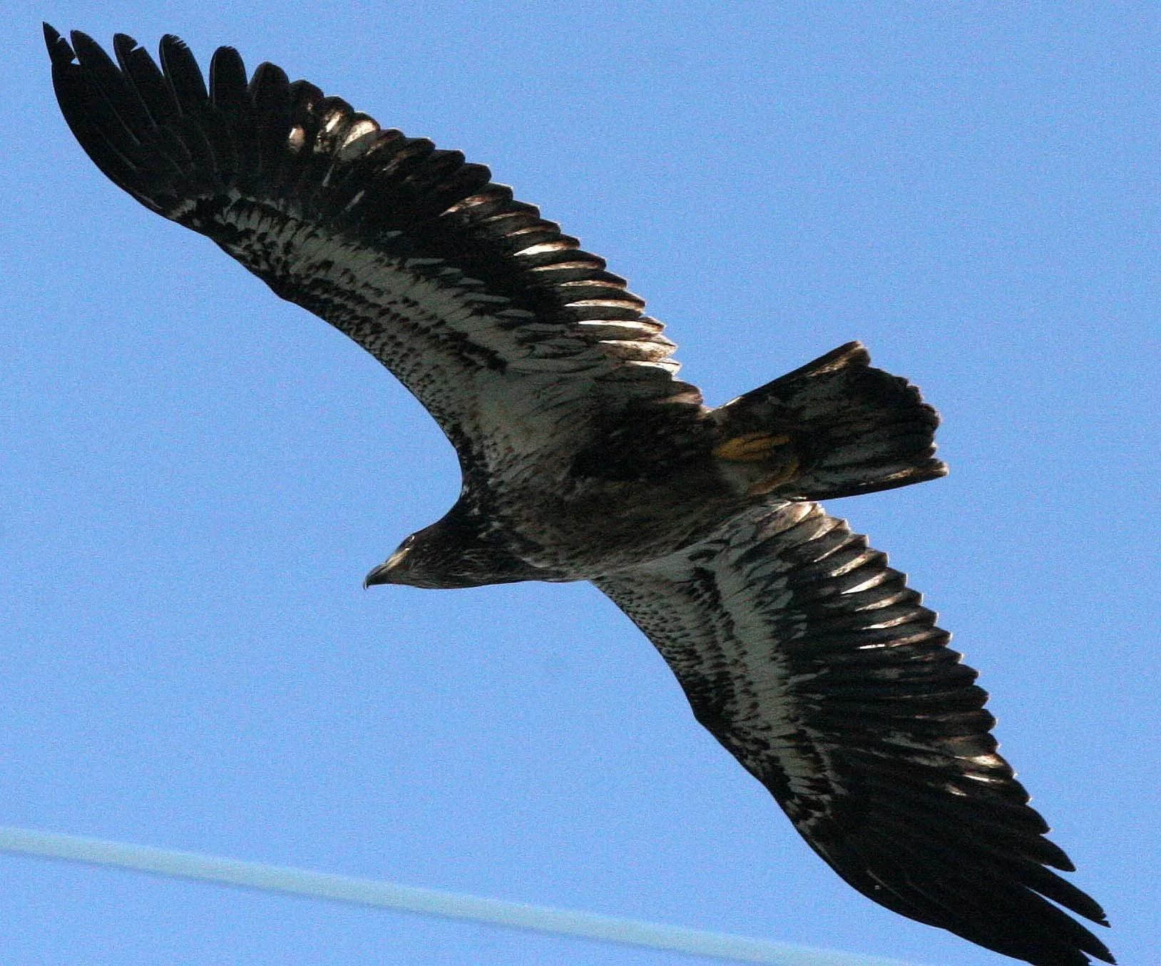 Haliaeetus leucocephalus - AMERICAN BALD EAGLE - FISHING HUMBOLT SQUID - SEQUIM BAY WA (57).JPG